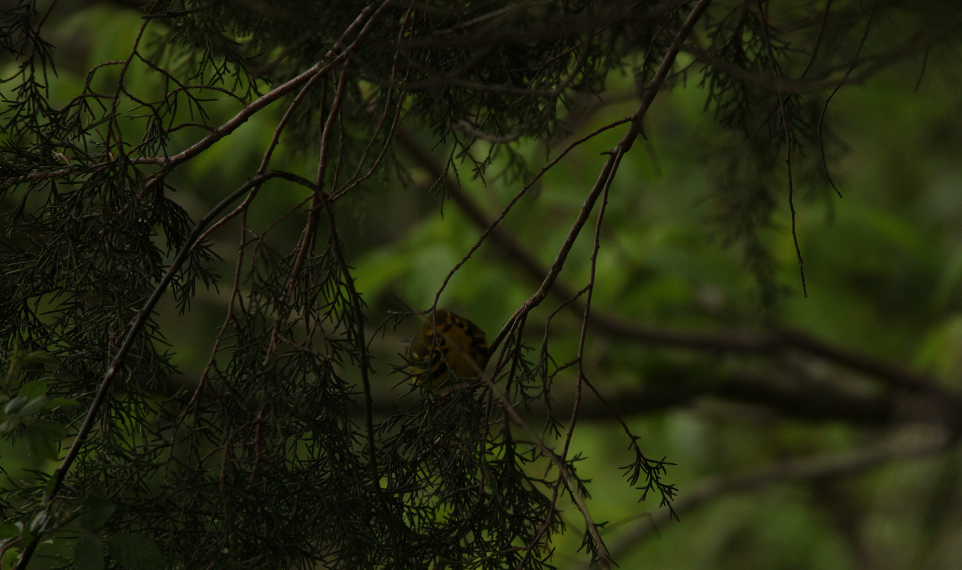 Prairie Warbler