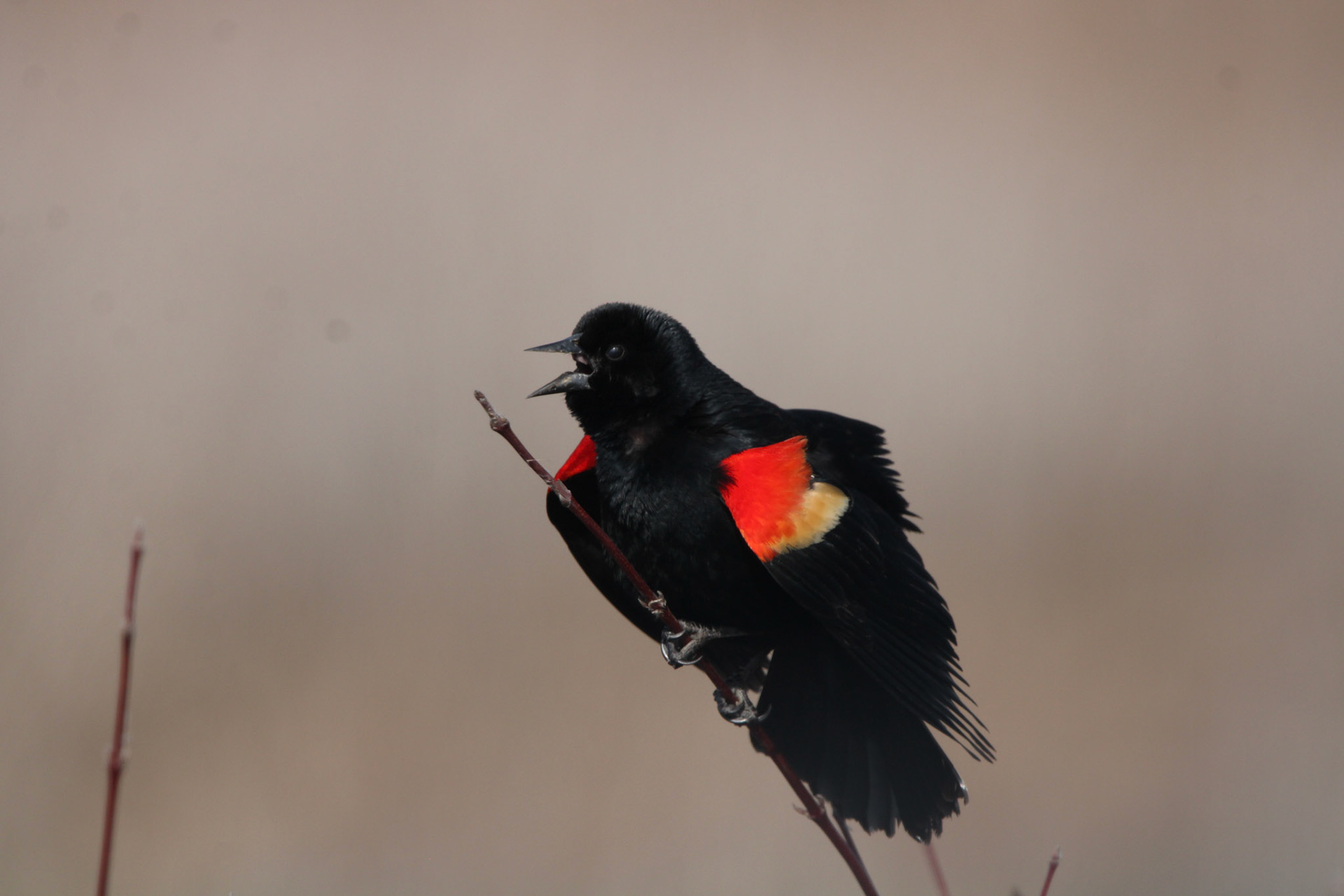 Red-winged Blackbird