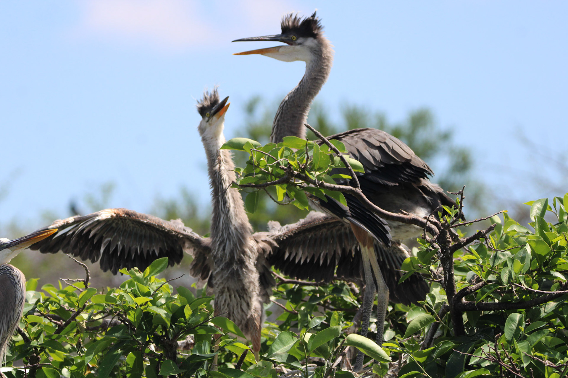 Great Blue Heron - Wakodahatchee Wetlands