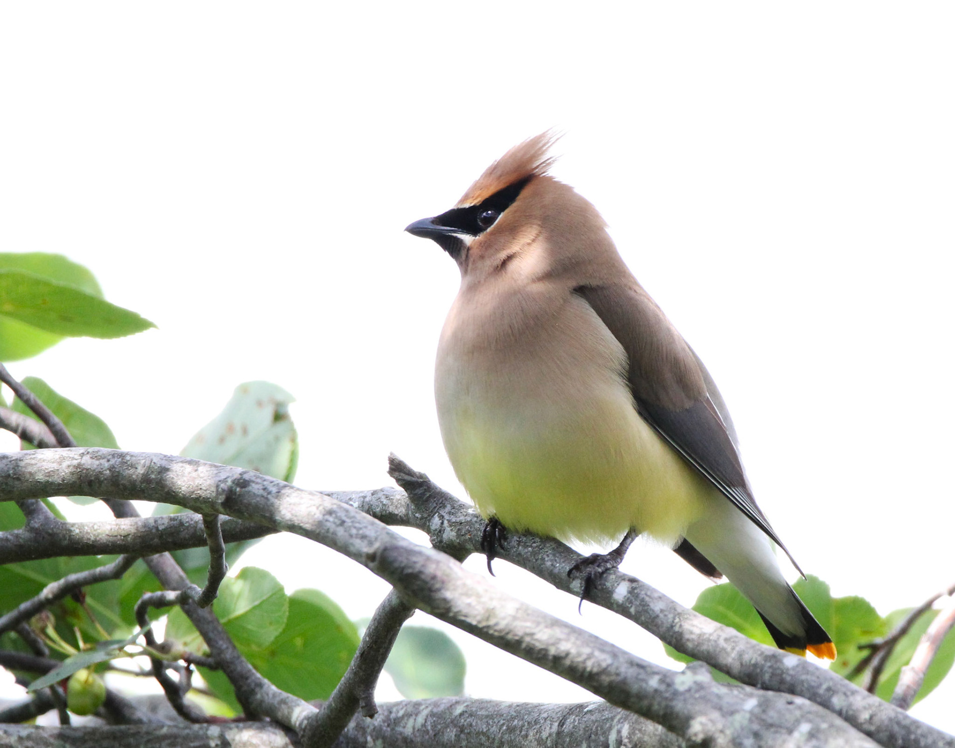 Cedar Waxwing