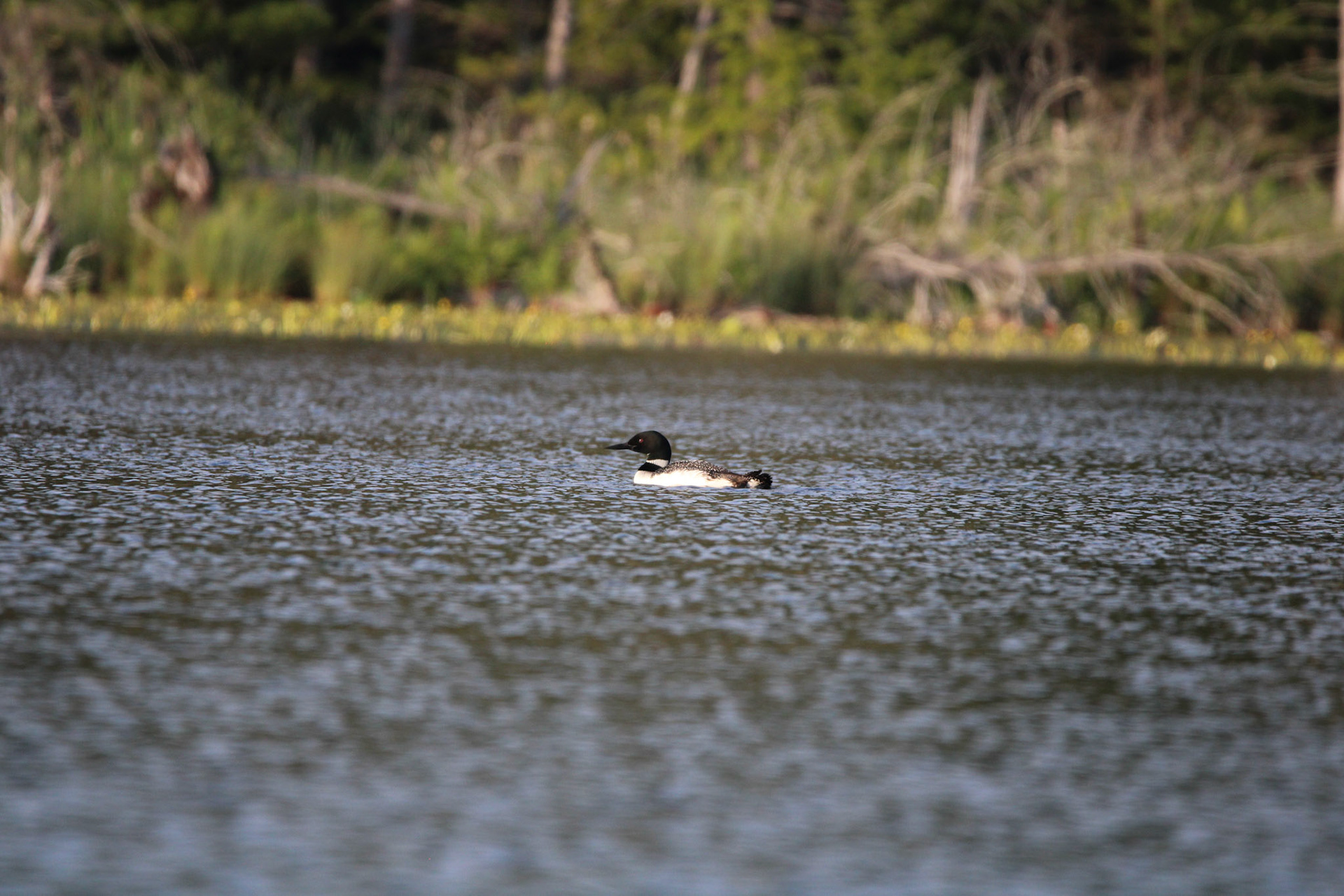 Common Loon