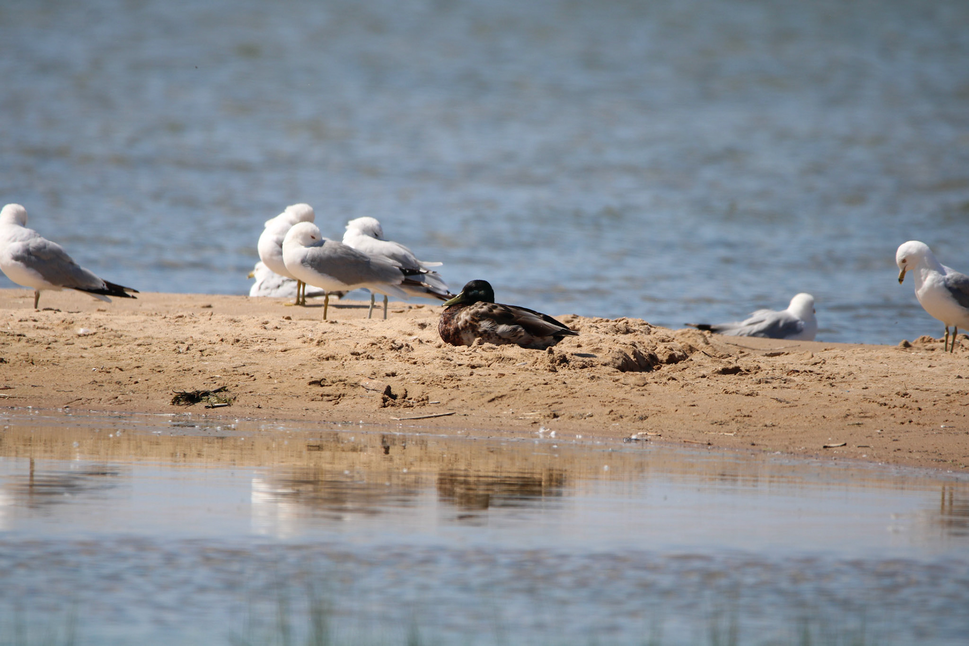 Mallard &amp; Ring-billed Gull
