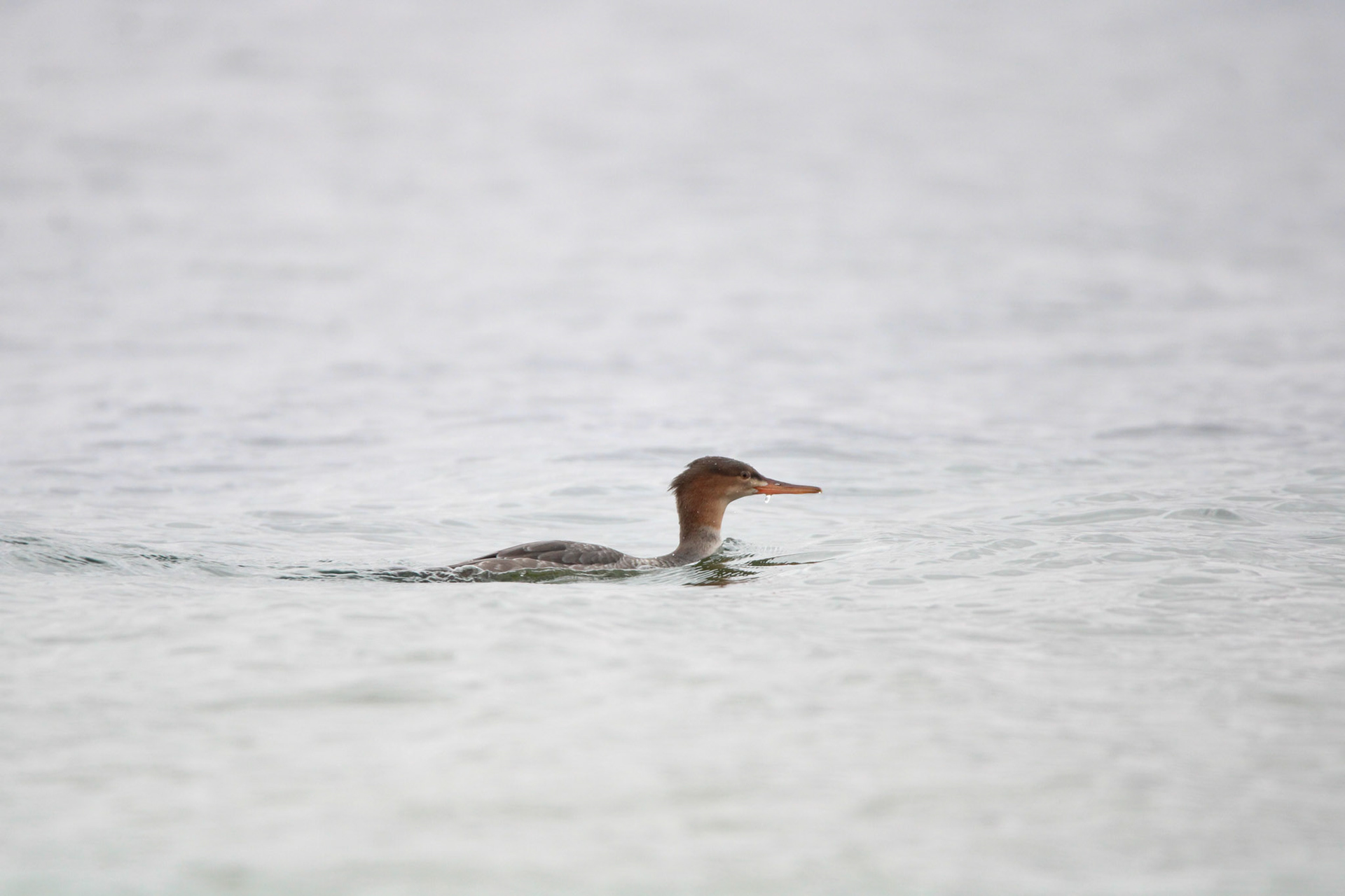 Common Merganser