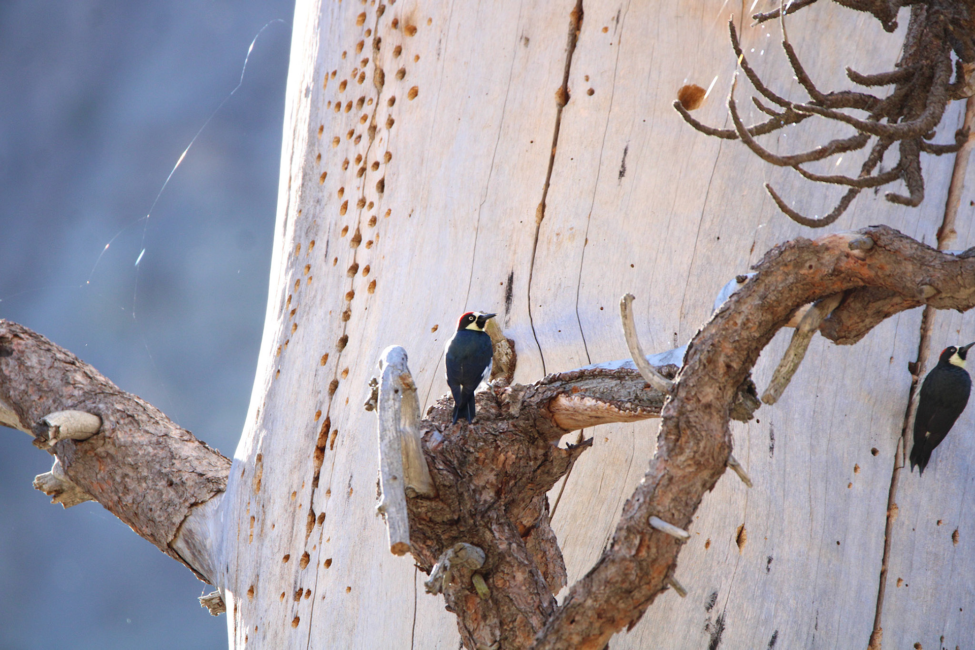 Acorn Woodpecker - Yosemite Valley