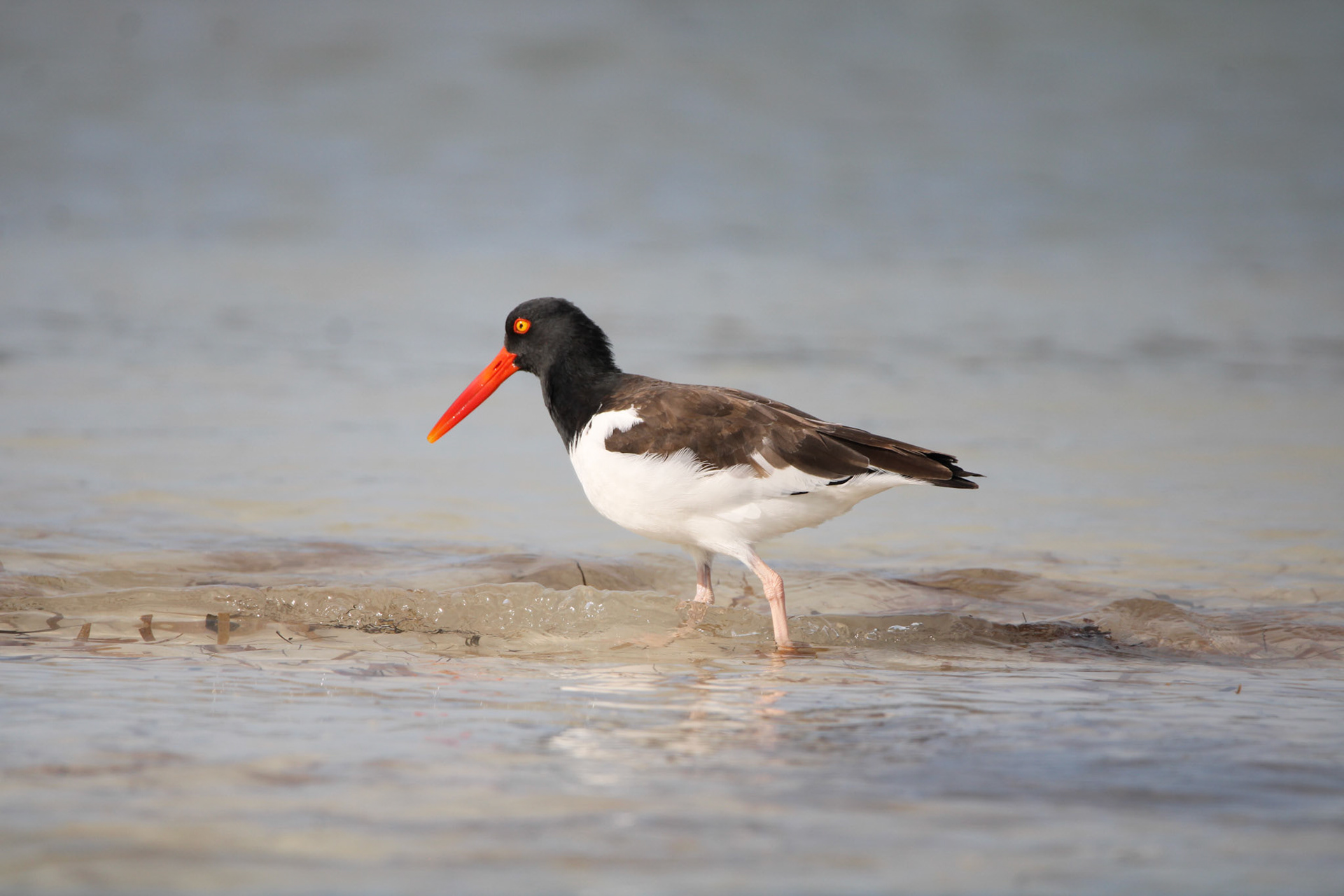 American Oyster Catcher