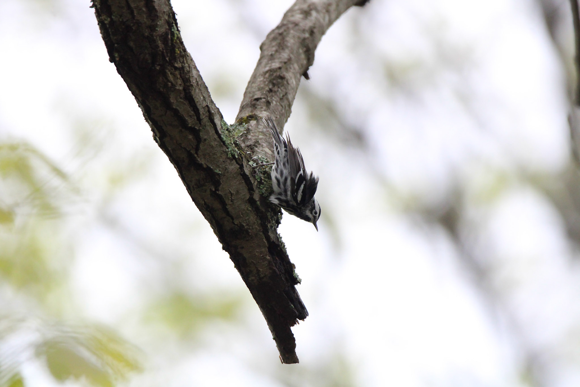 Black-and-white Warbler