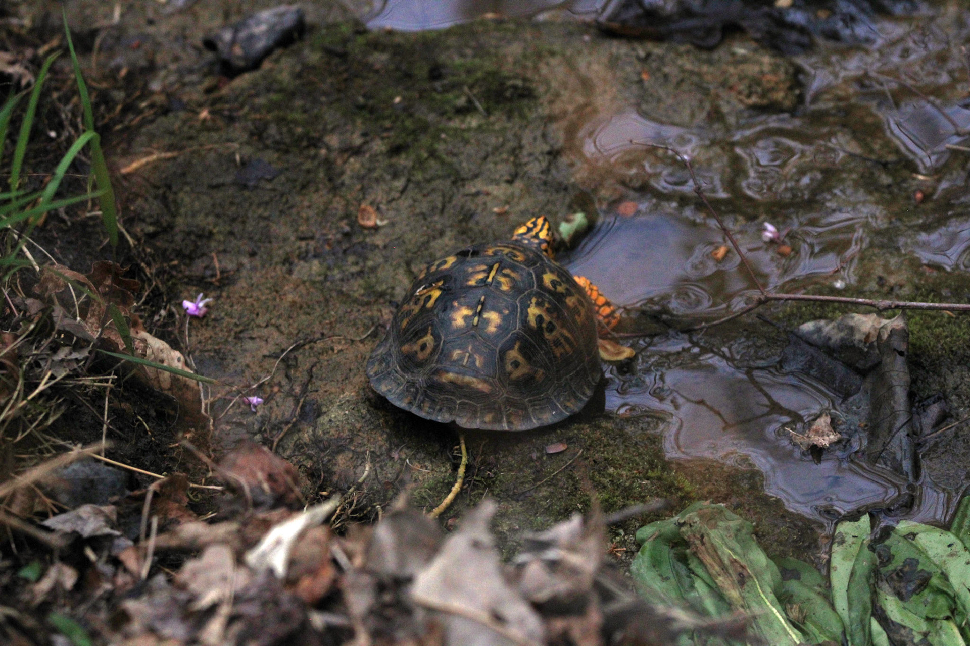 Eastern Box Turtle
