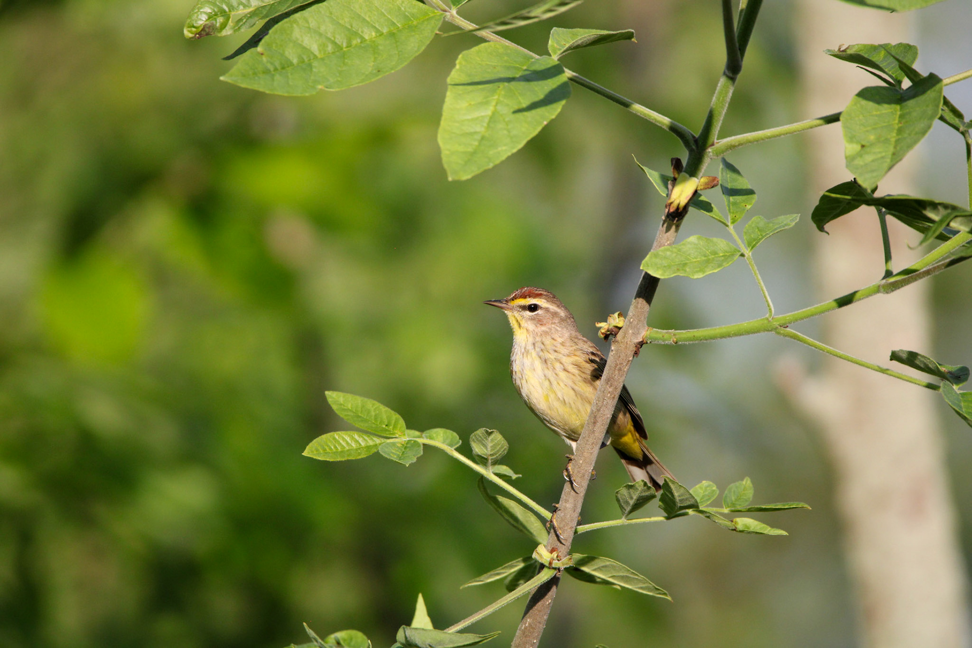 Palm Warbler