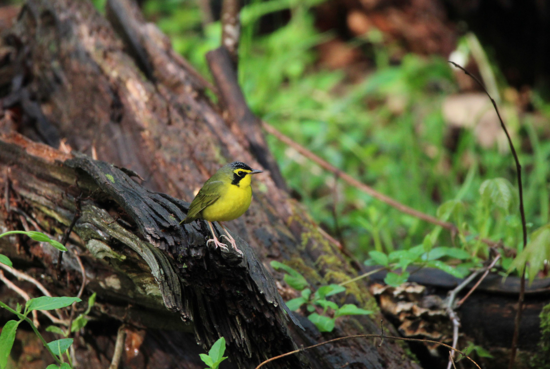 Kentucky Warbler