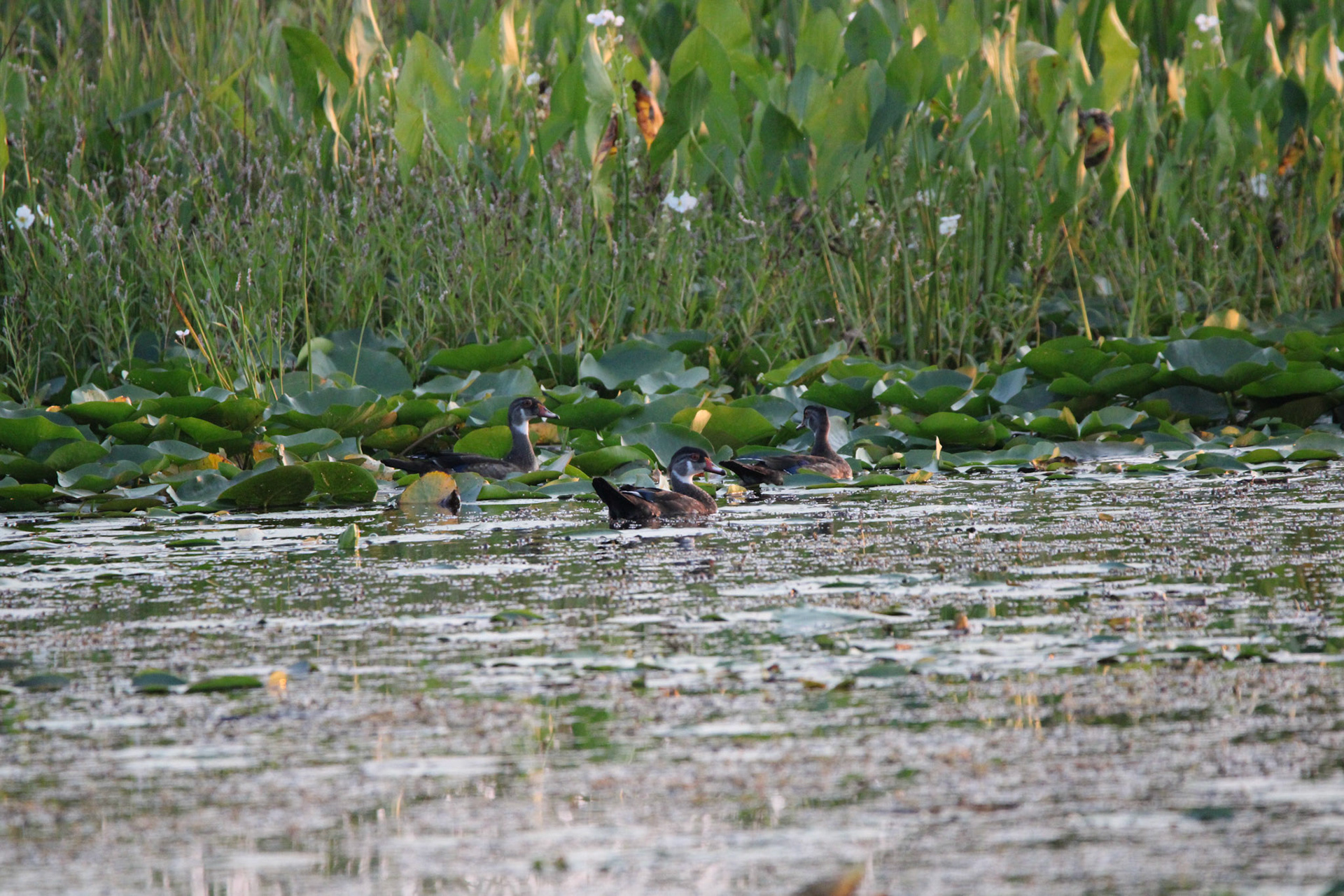Wood Ducks