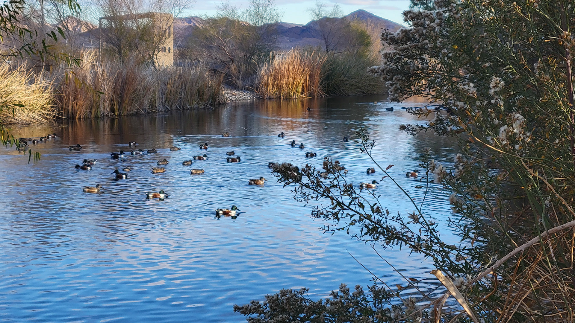 Henderson Bird Viewing Preserve