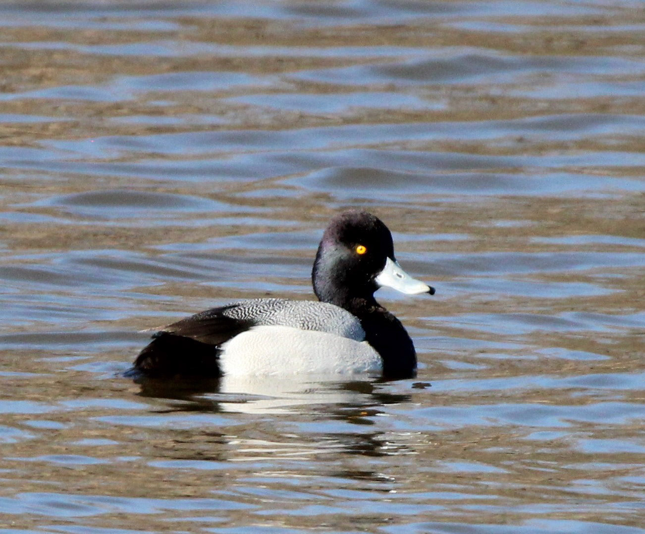 Lesser Scaup