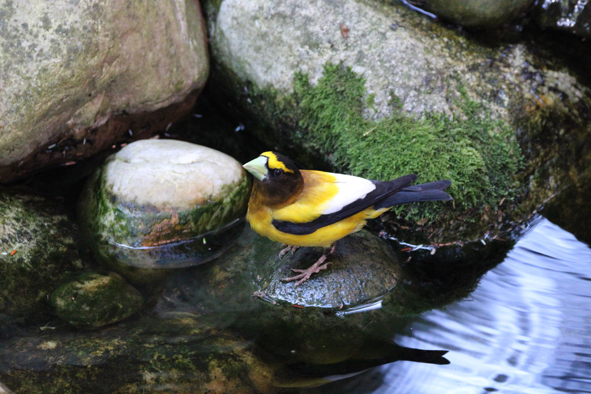 Evening Grosbeak