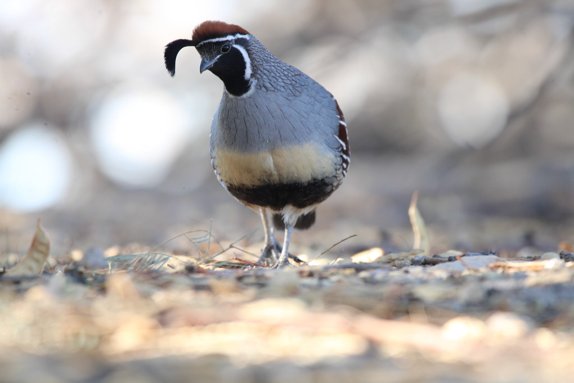 Gambel's Quail