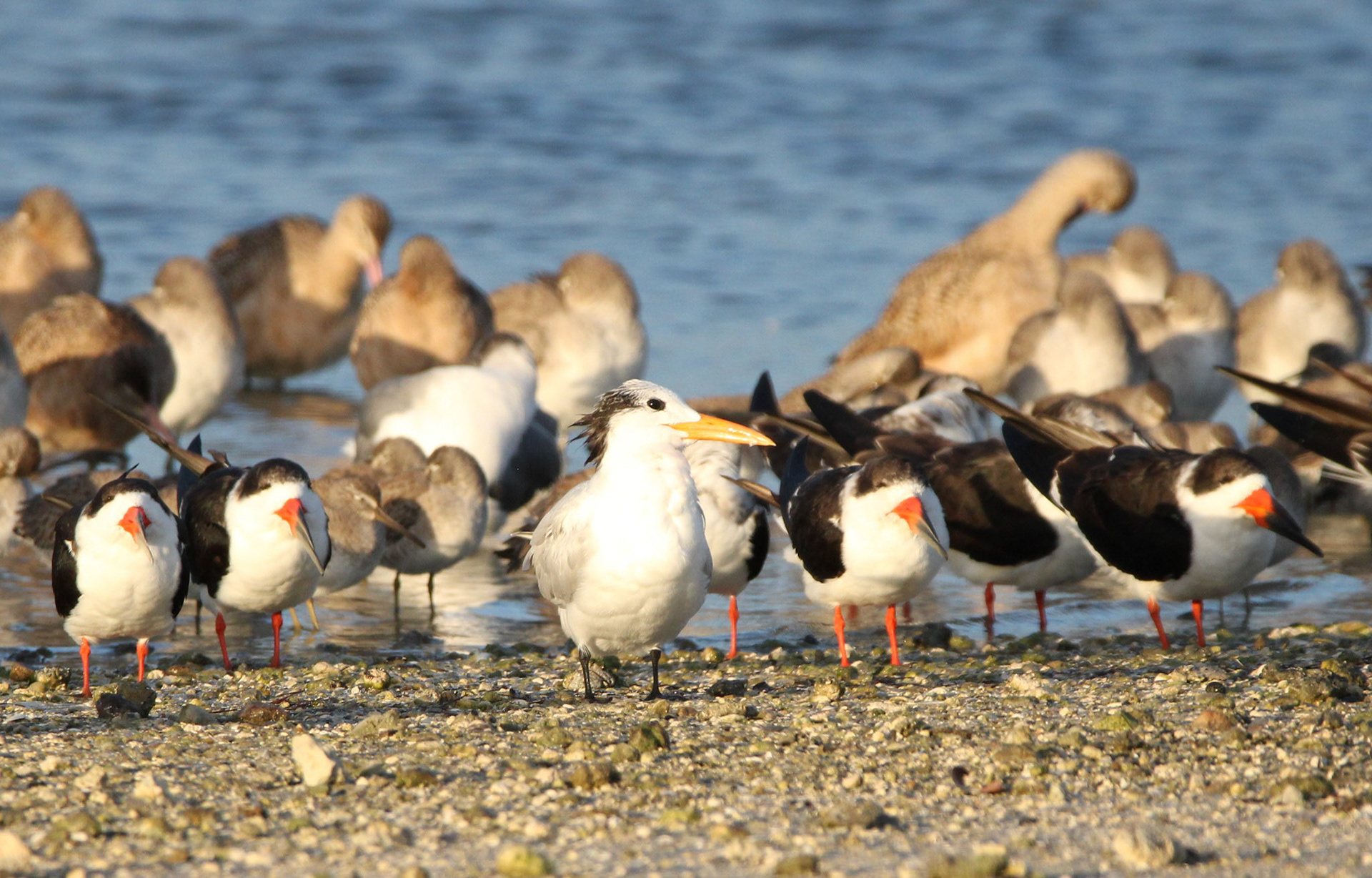 Royal Tern and Black Skimmer