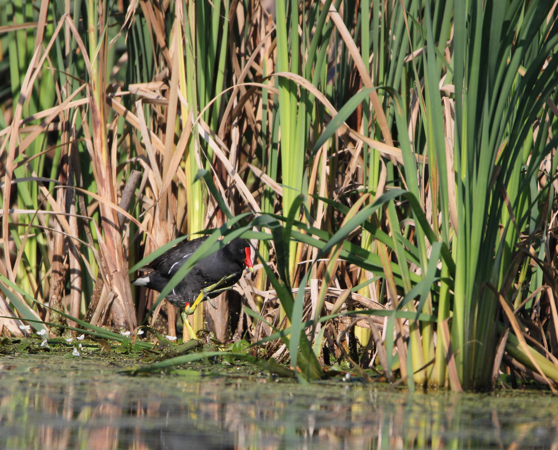 Common Gallinule