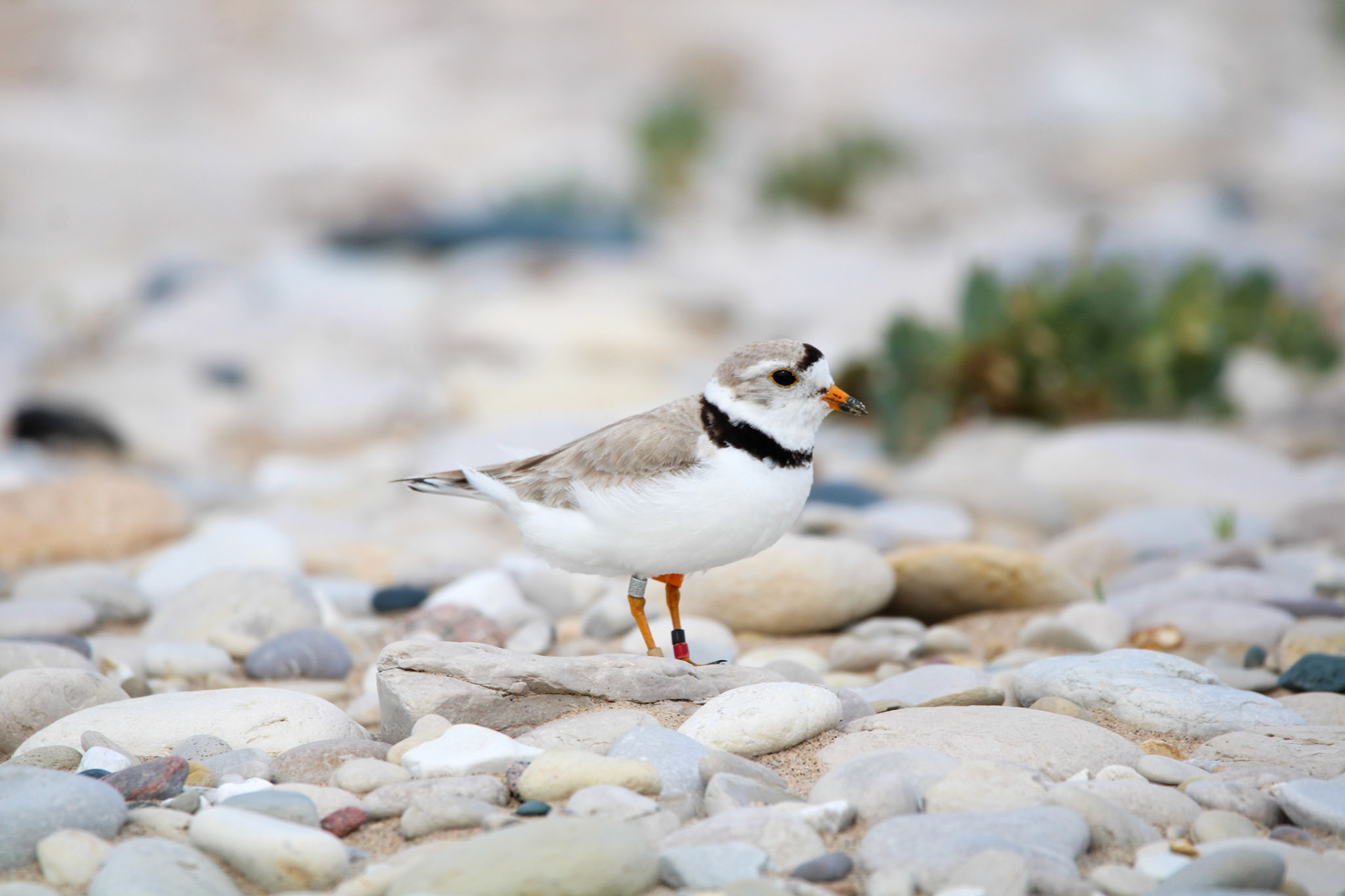 Piping Plover
