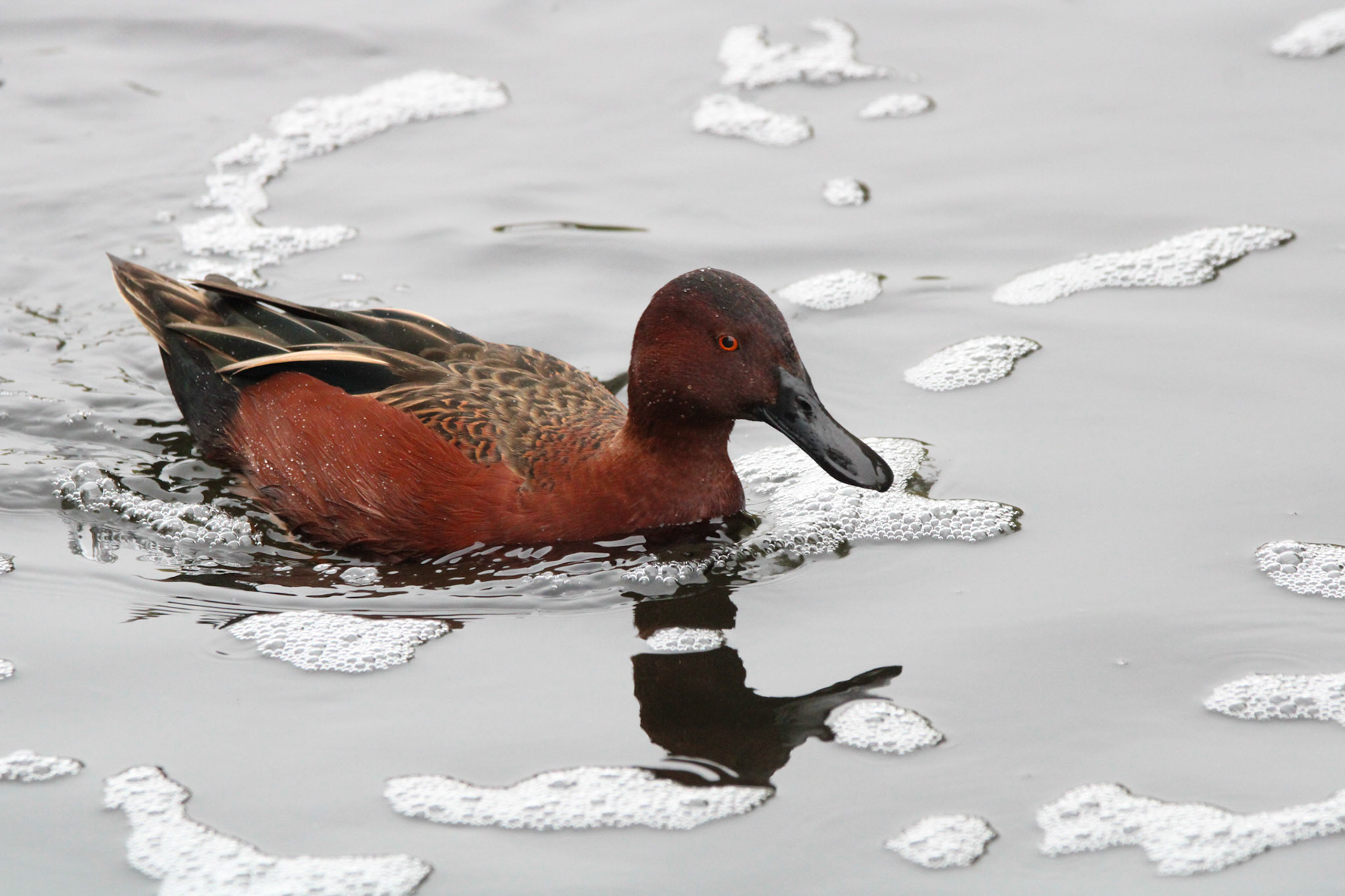 Cinnamon Teal