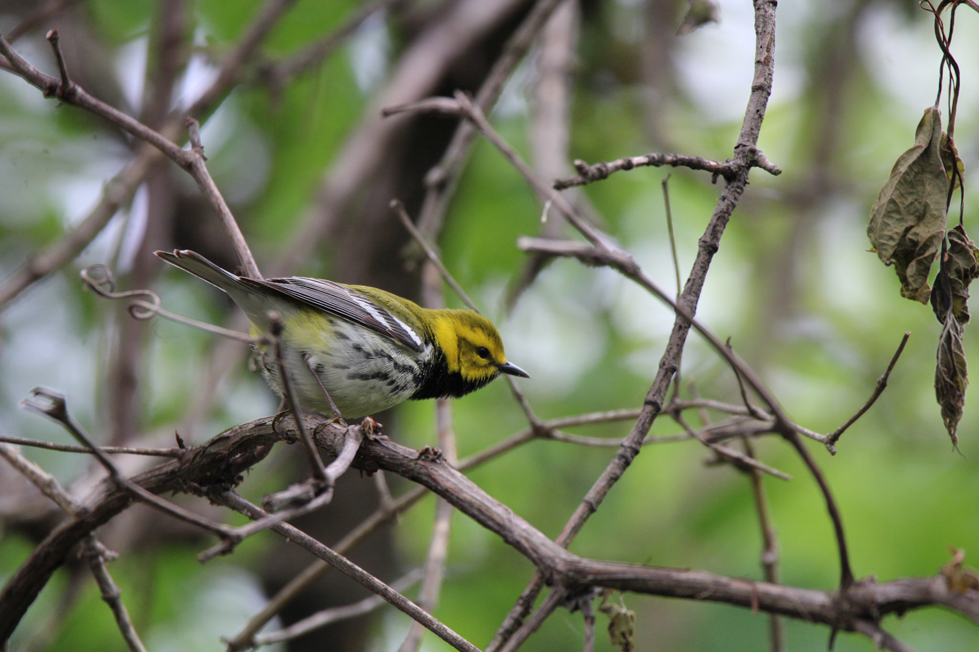 Black-throated Green Warbler