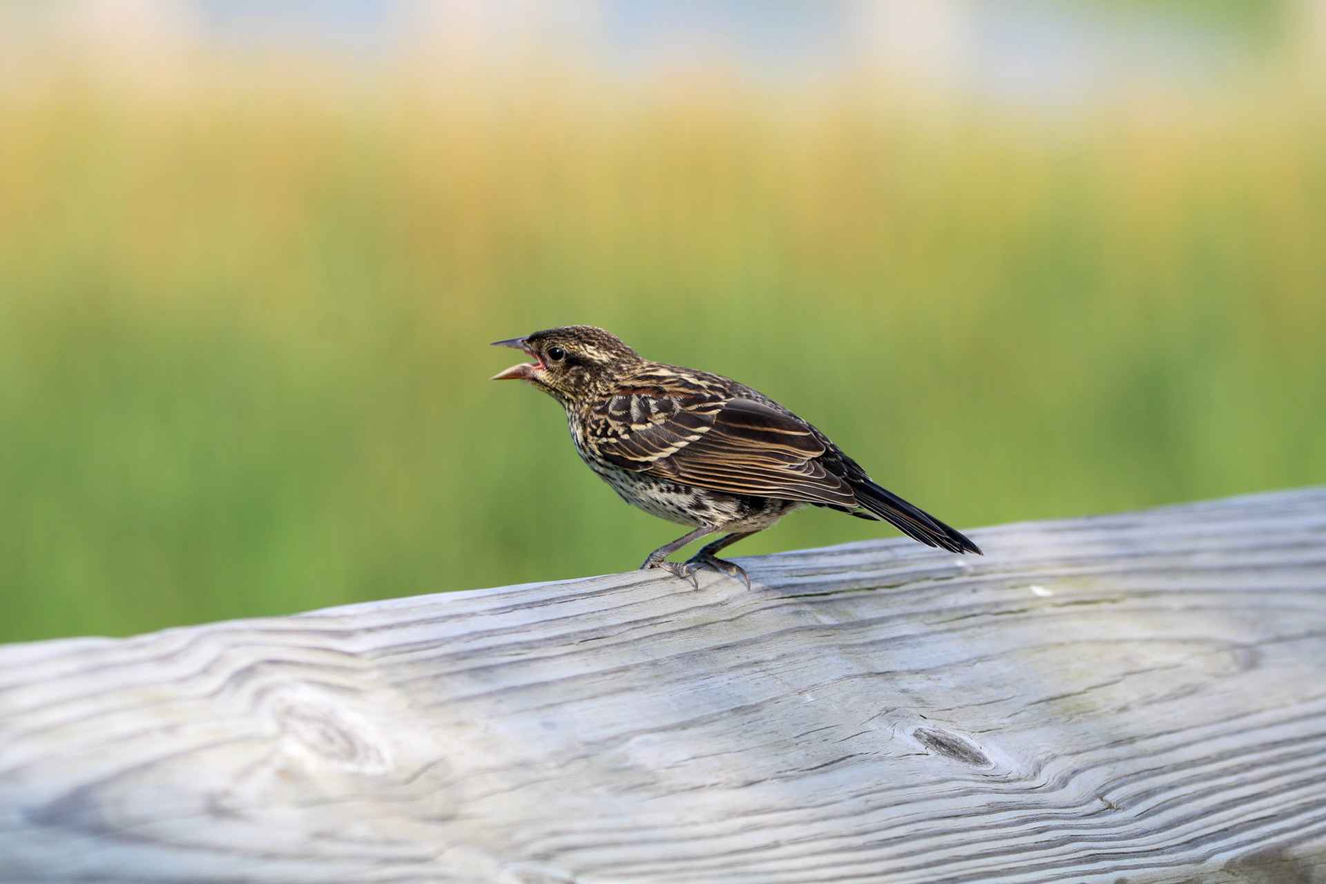 Red-winged Blackbird