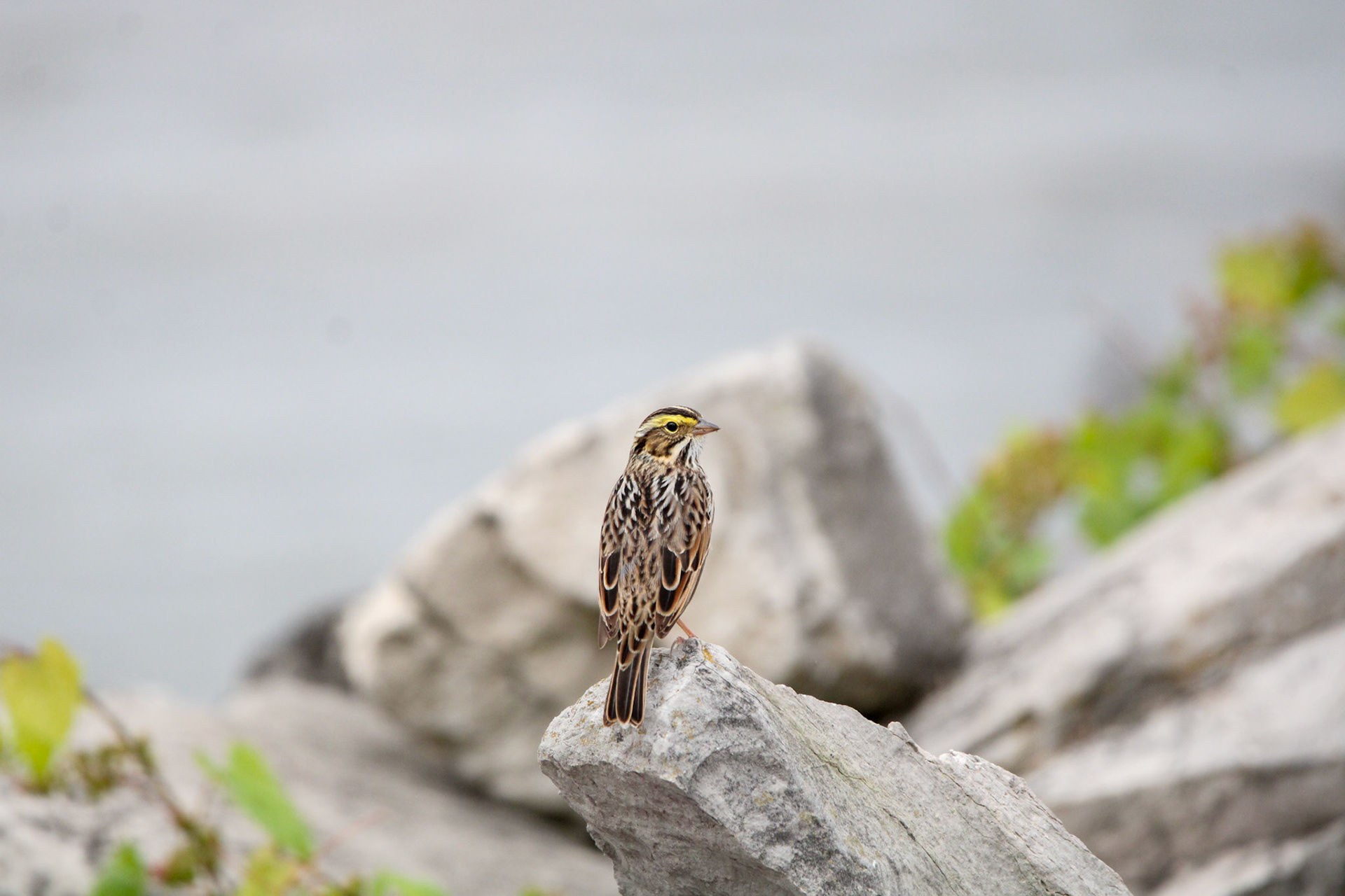 Savannah Sparrow