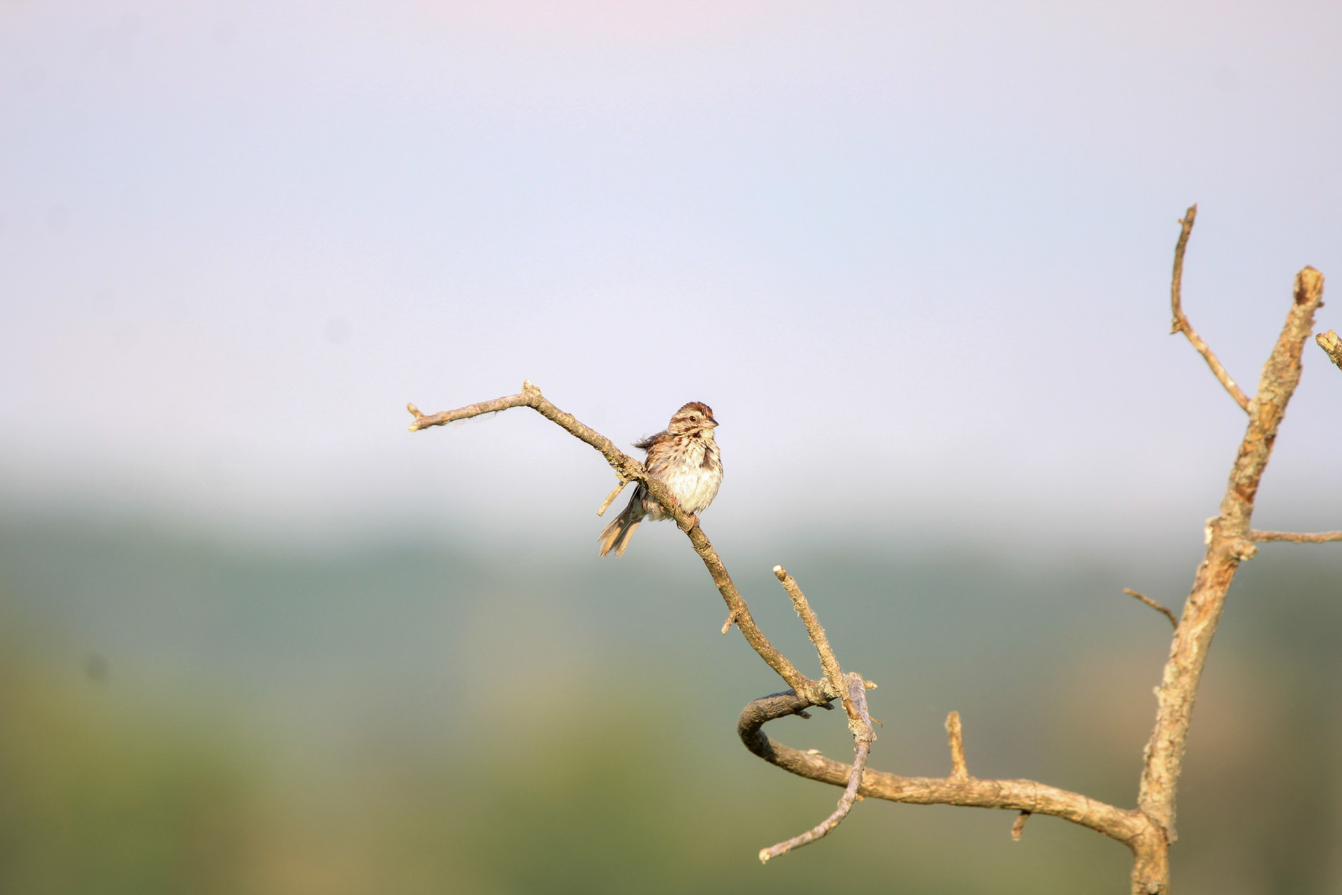 Song Sparrow