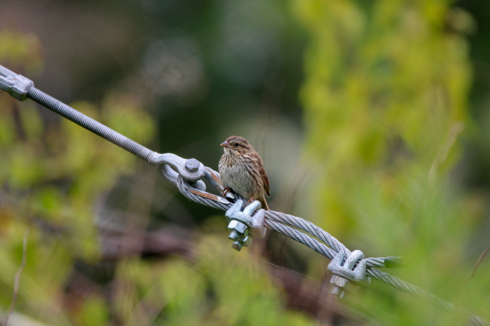 Song Sparrow