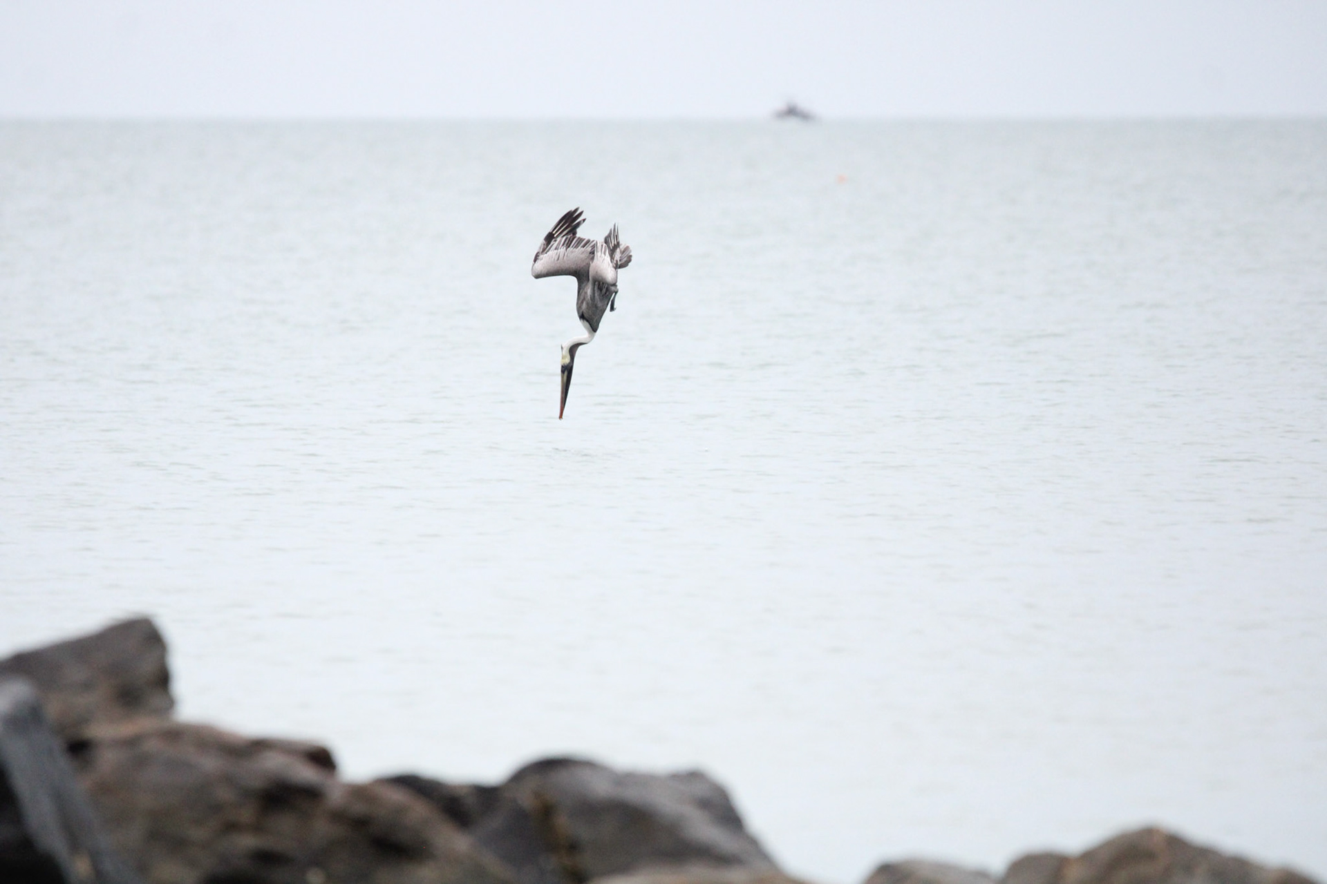 Brown Pelican