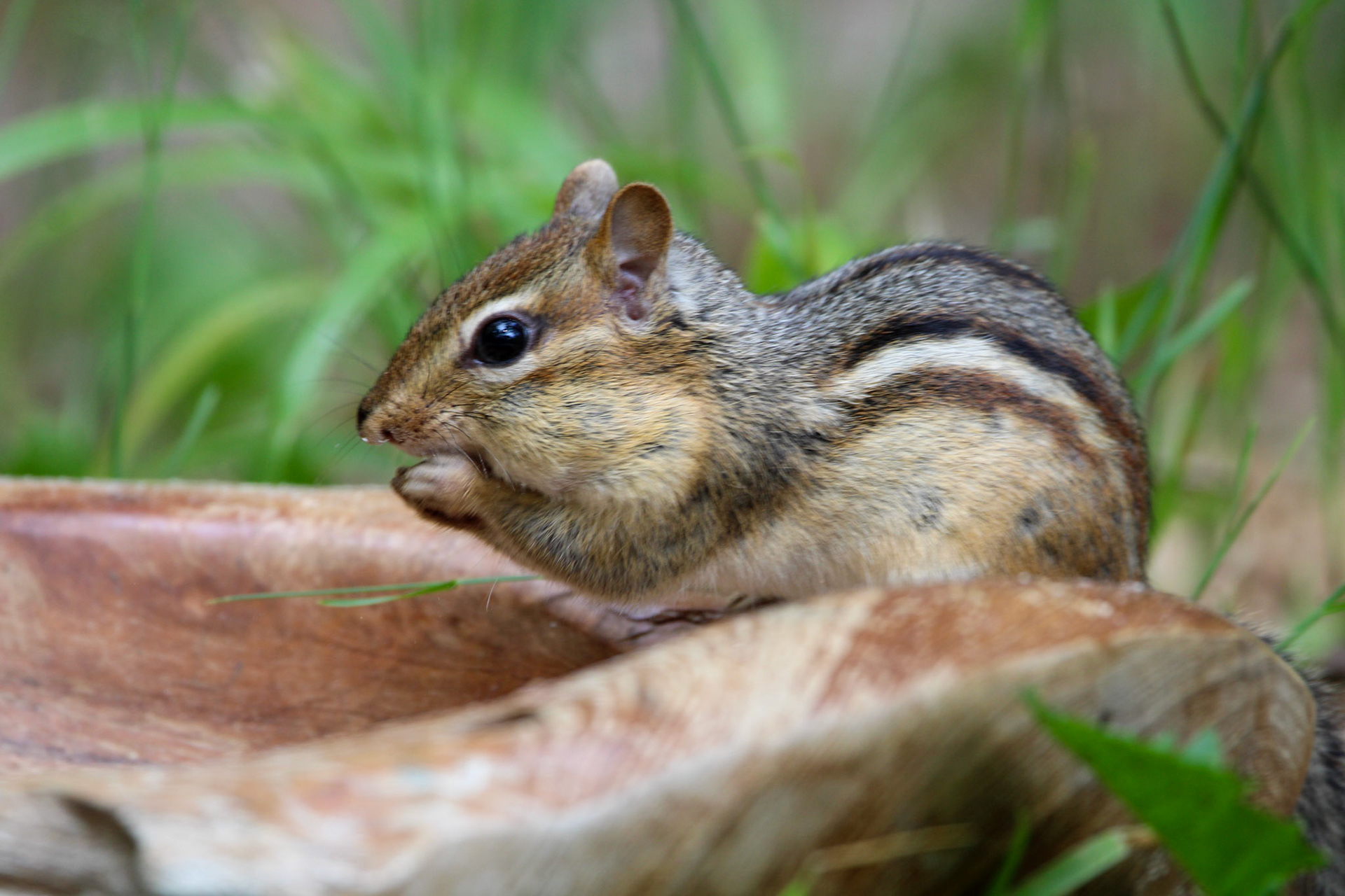Eastern Chipmunk