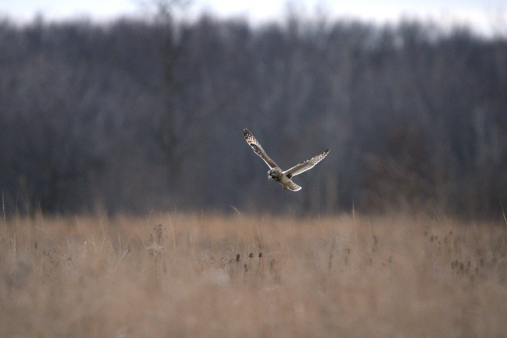 Short-eared Owl