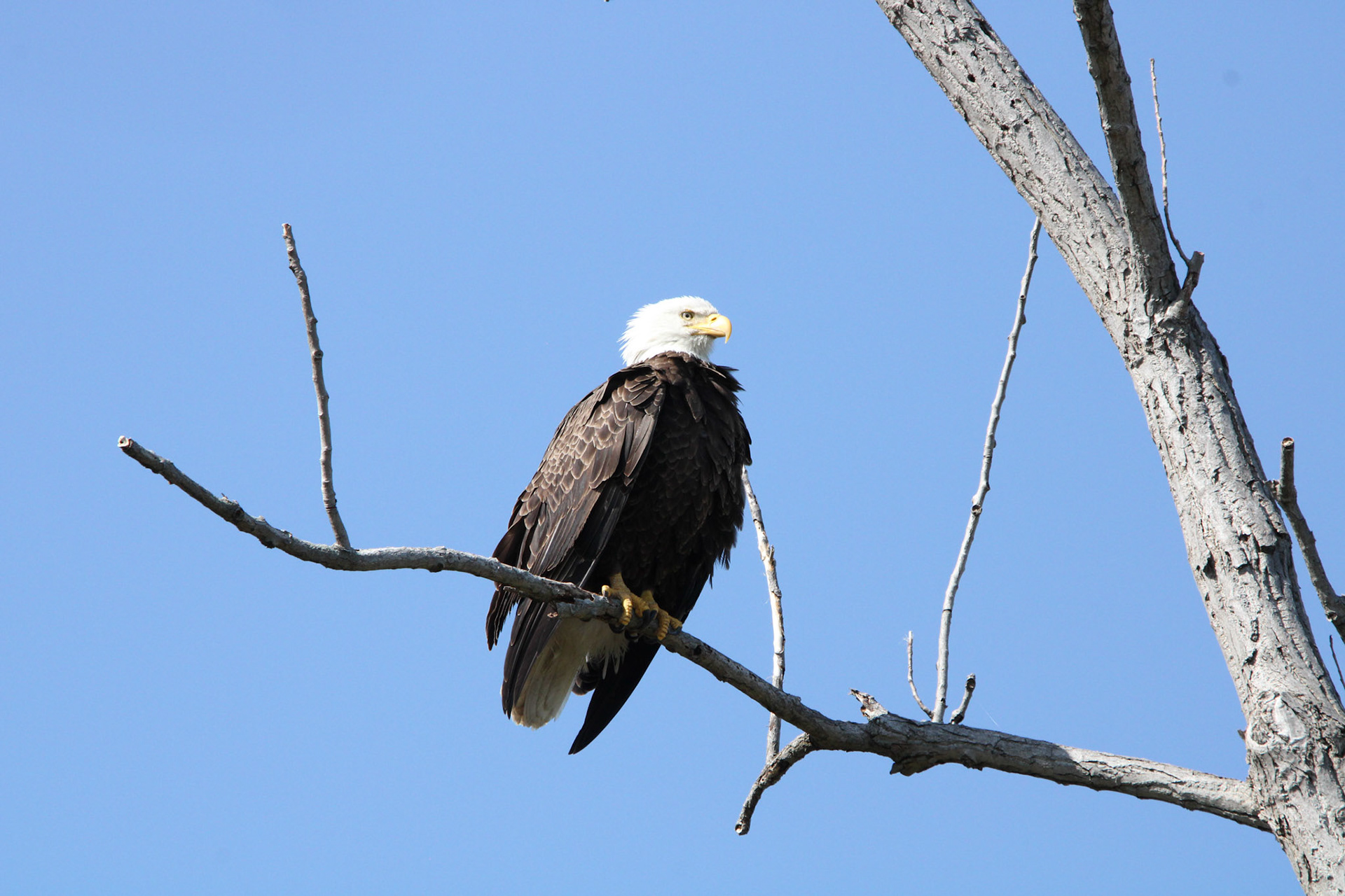 Bald Eagle