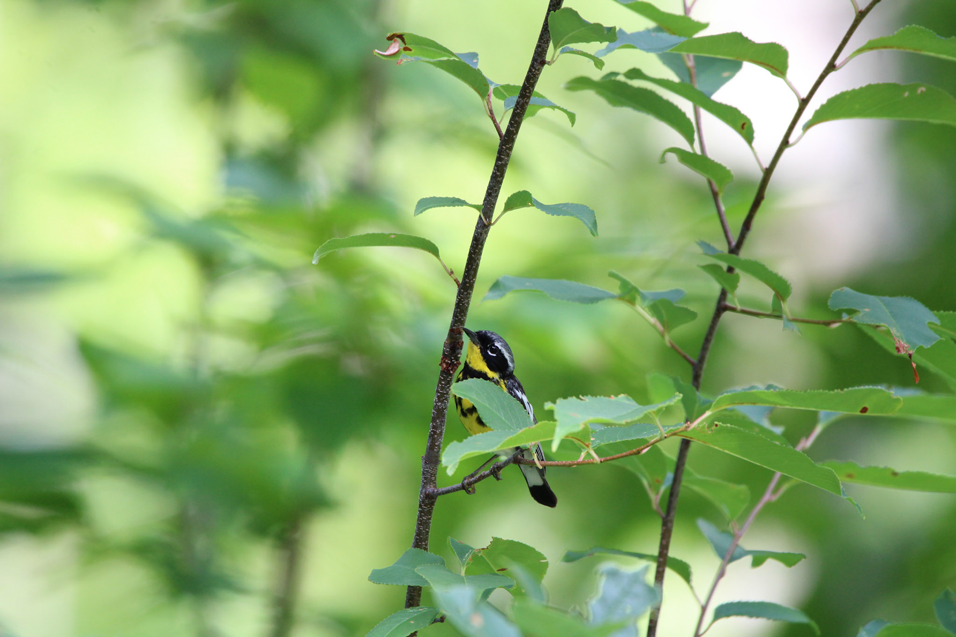 Magnolia Warbler - Tucker Lake