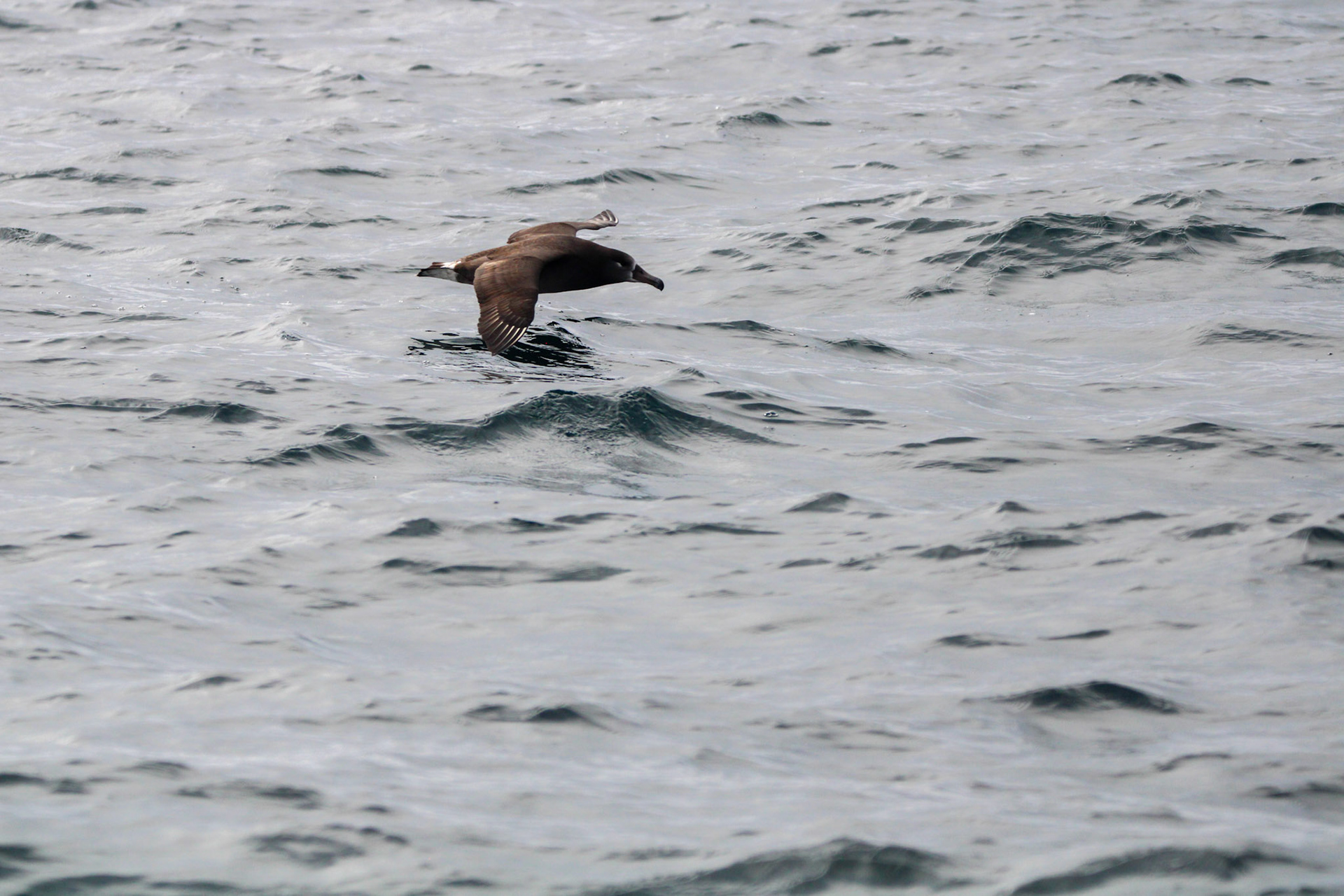 Black-footed Albatross -  Off the coast of Monterey Bay, CA