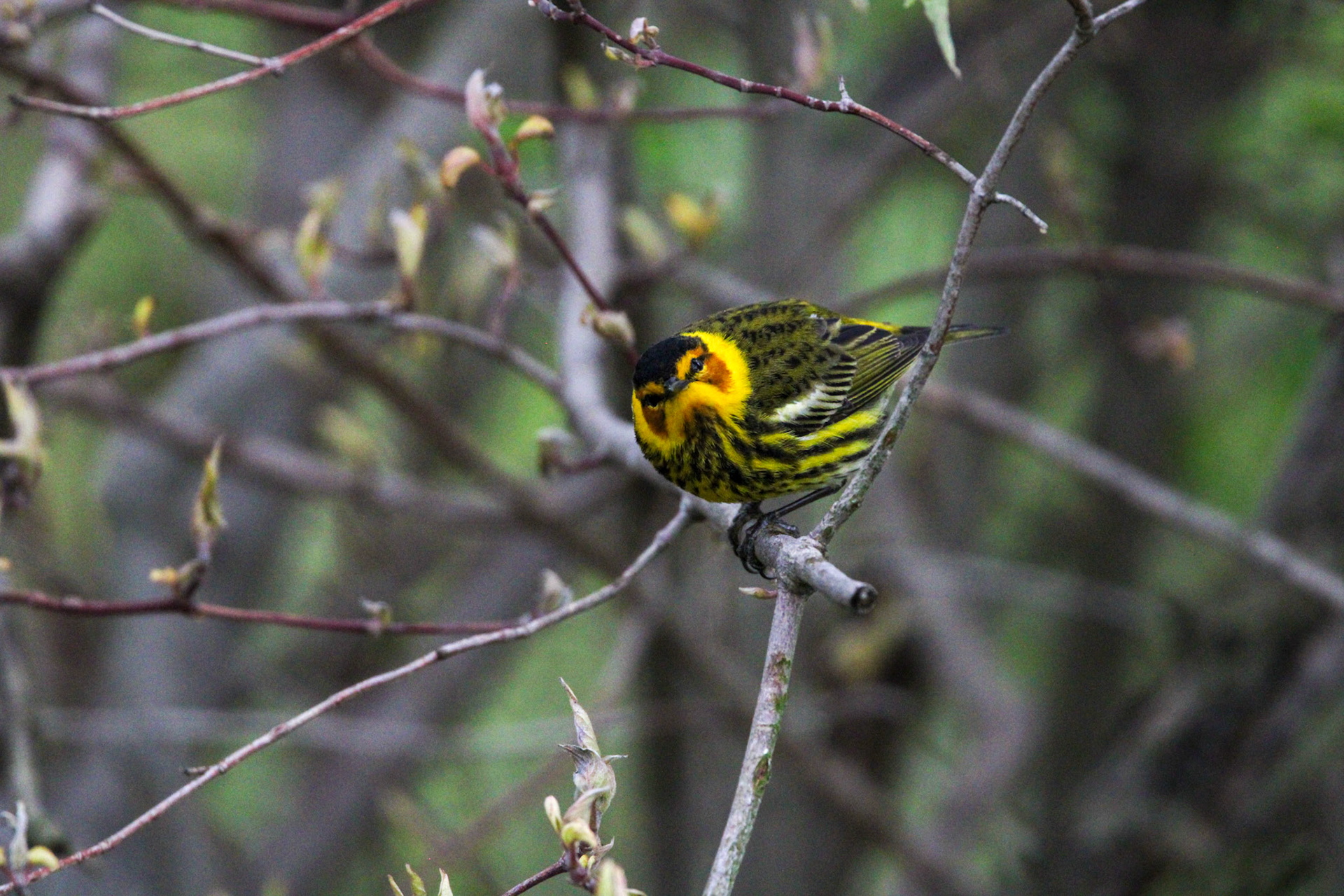 Cape May Warbler