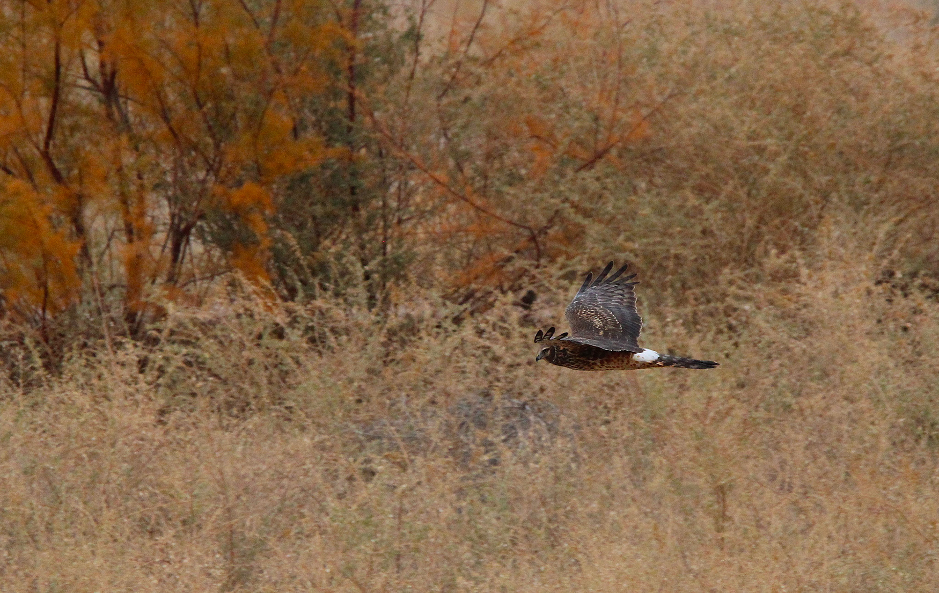 Northern Harrier