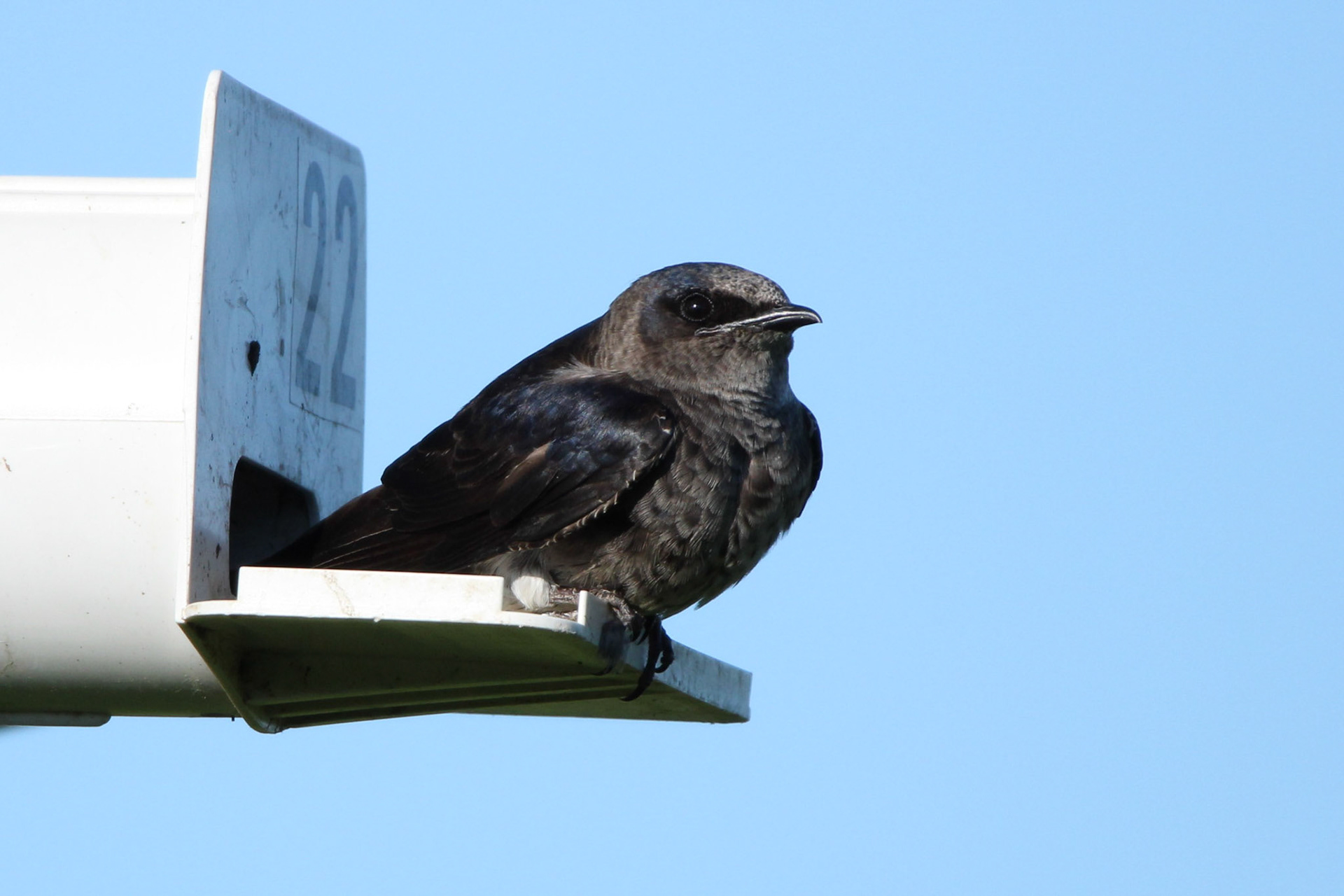 Purple Martin