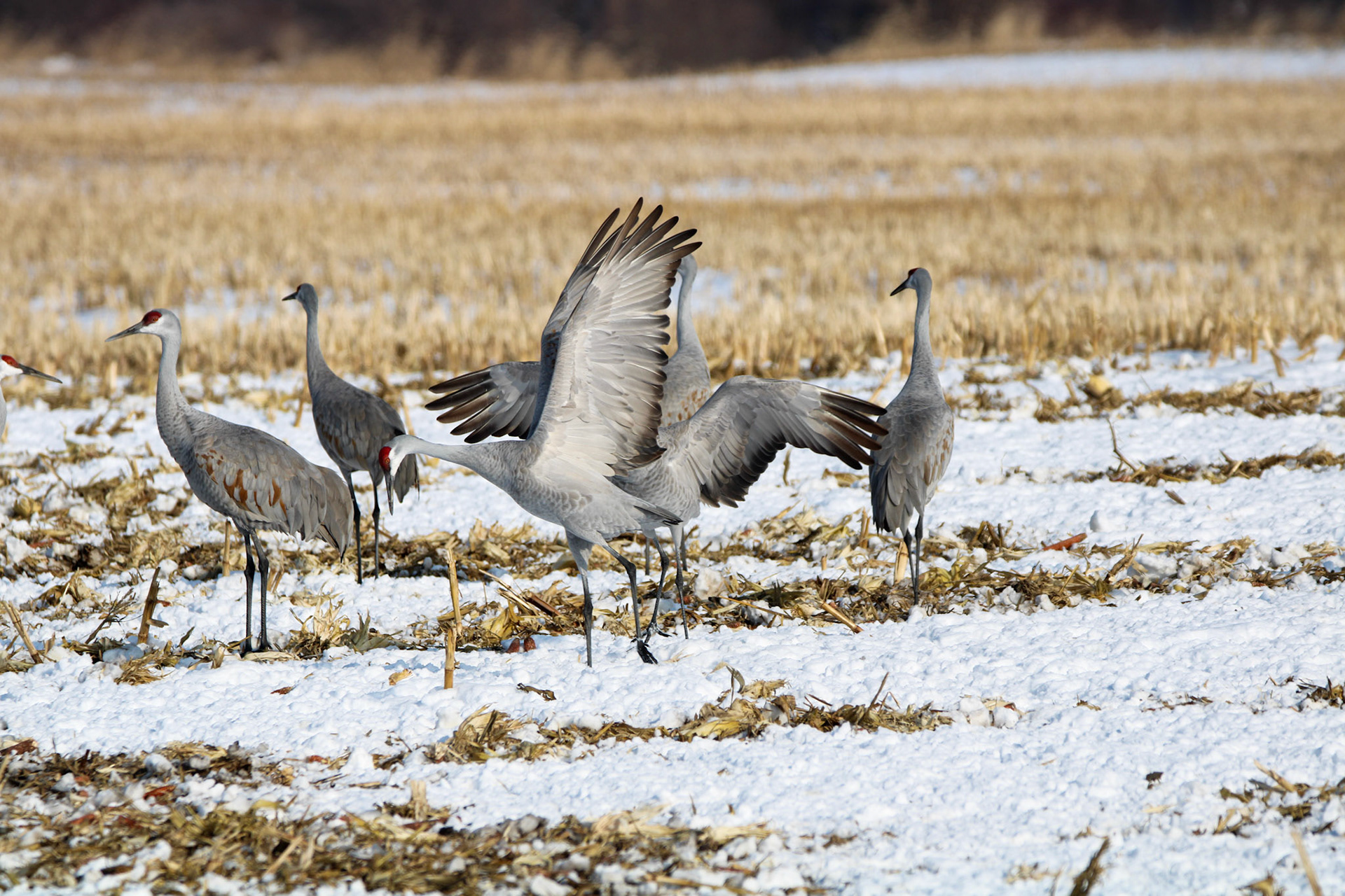 Sandhill Cranes
