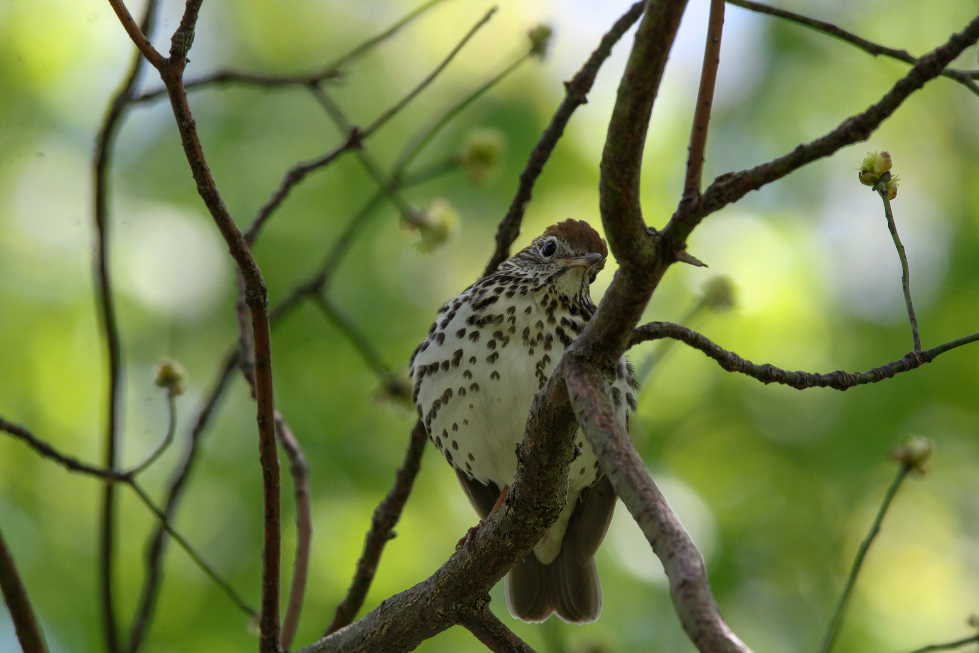 Wood Thrush
