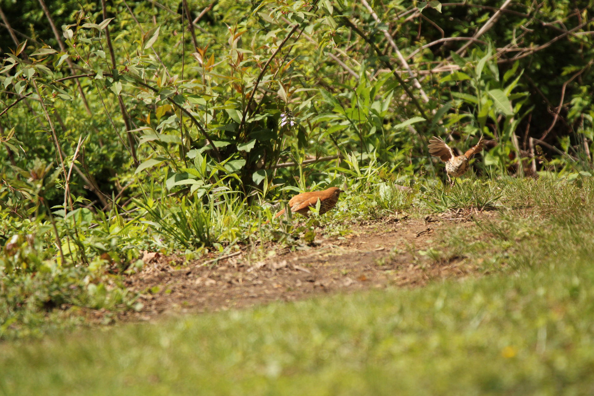Brown Thrasher
