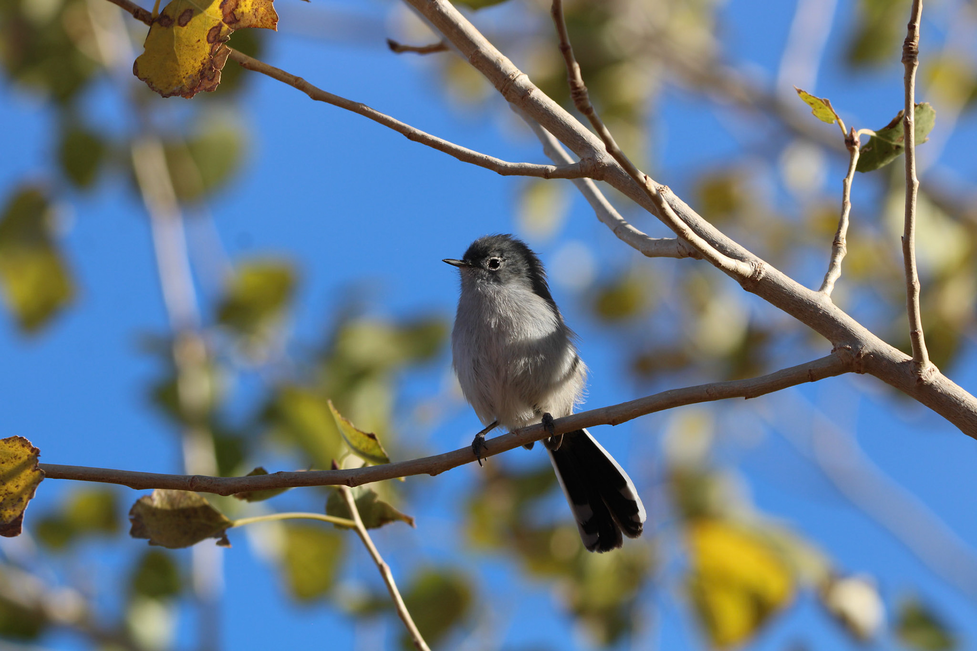 Black-tailed Gnatcatcher