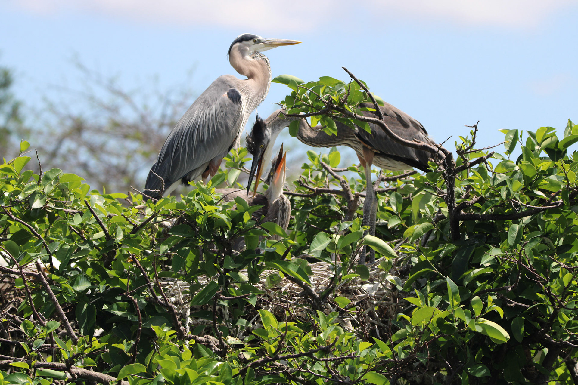Great Blue Heron - Wakodahatchee Wetlands