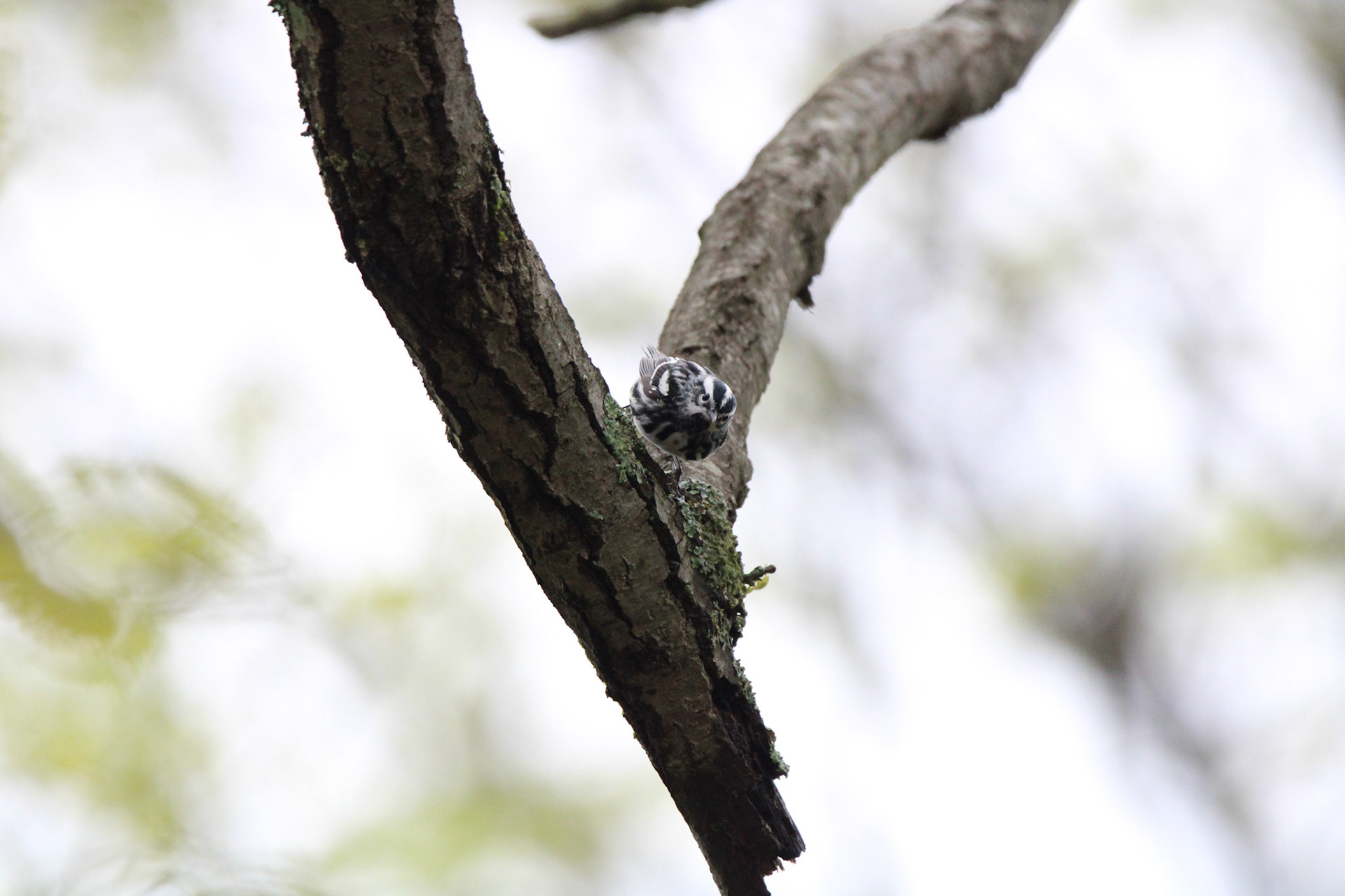 Black-and-white Warbler