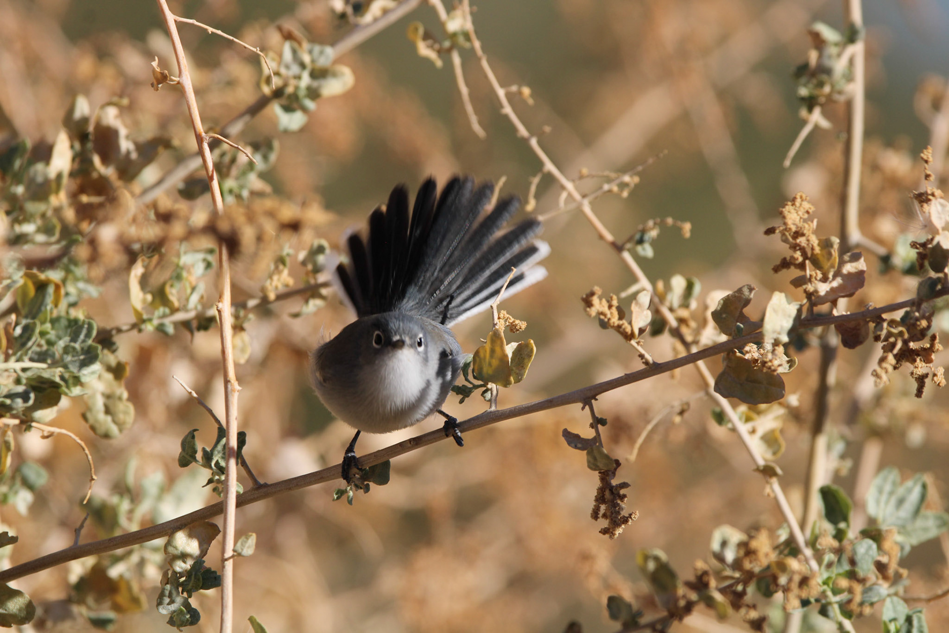 Black-tailed Gnatcatcher