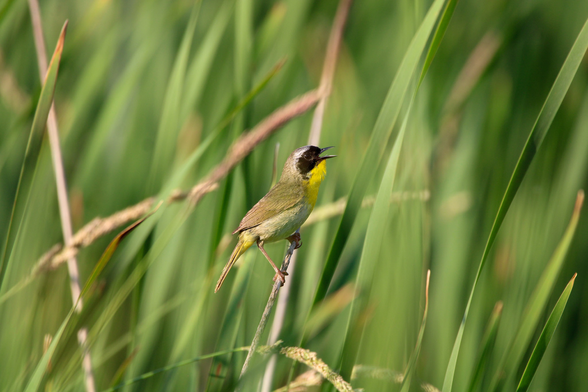 Common Yellowthroat