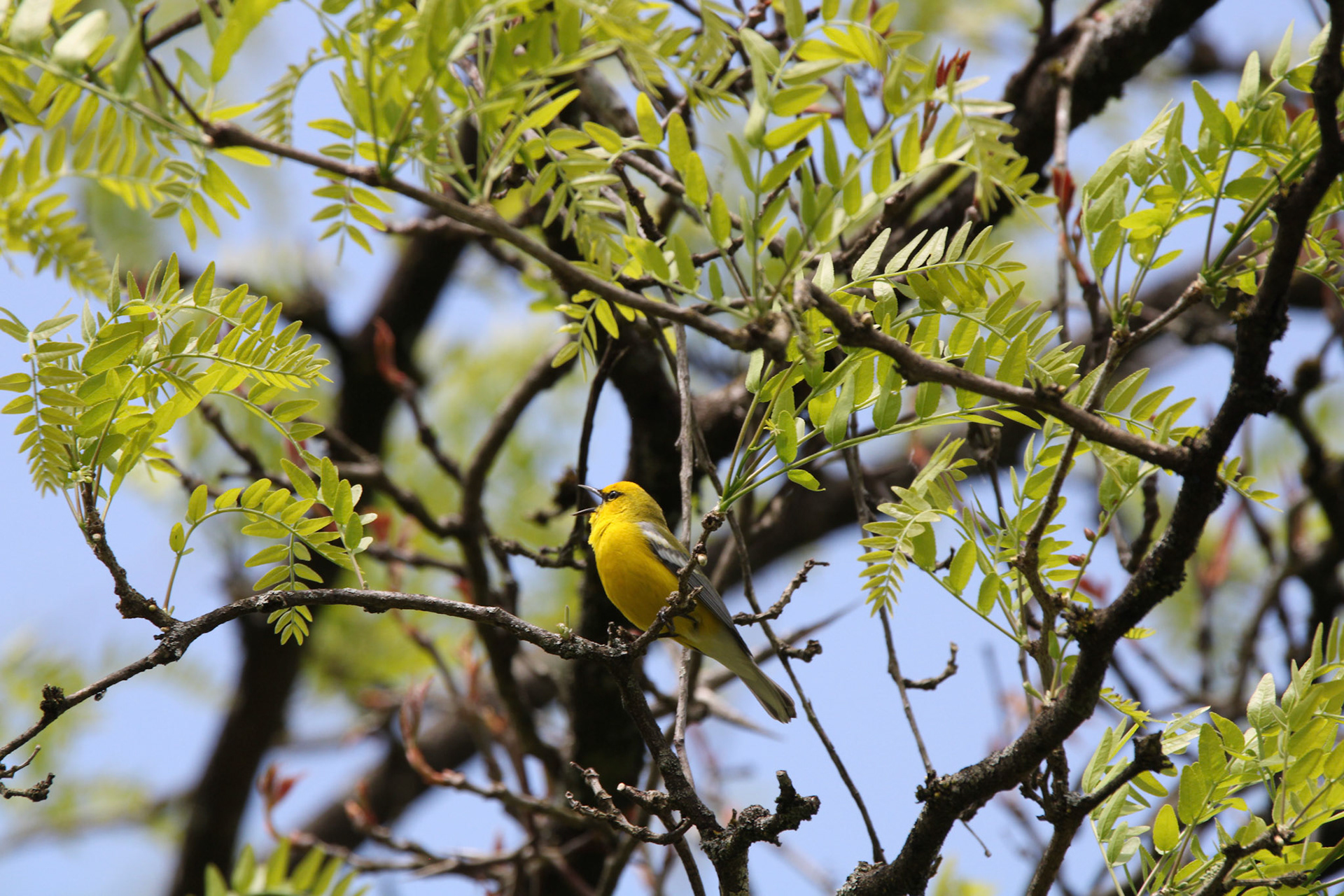 Blue-winged Warbler
