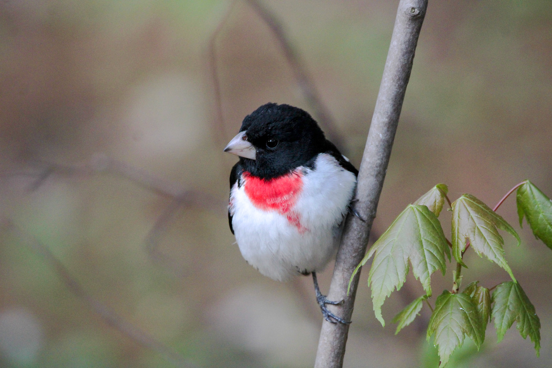 Rose-breasted Grosbeak