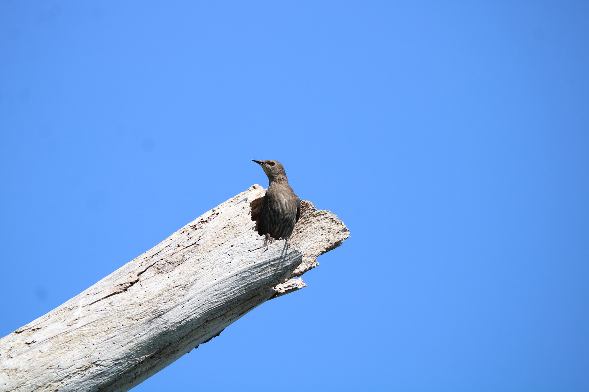 European Starling - Sterling State Park