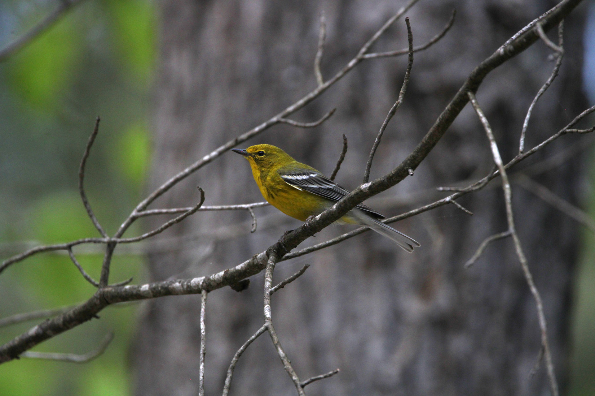 Pine Warbler