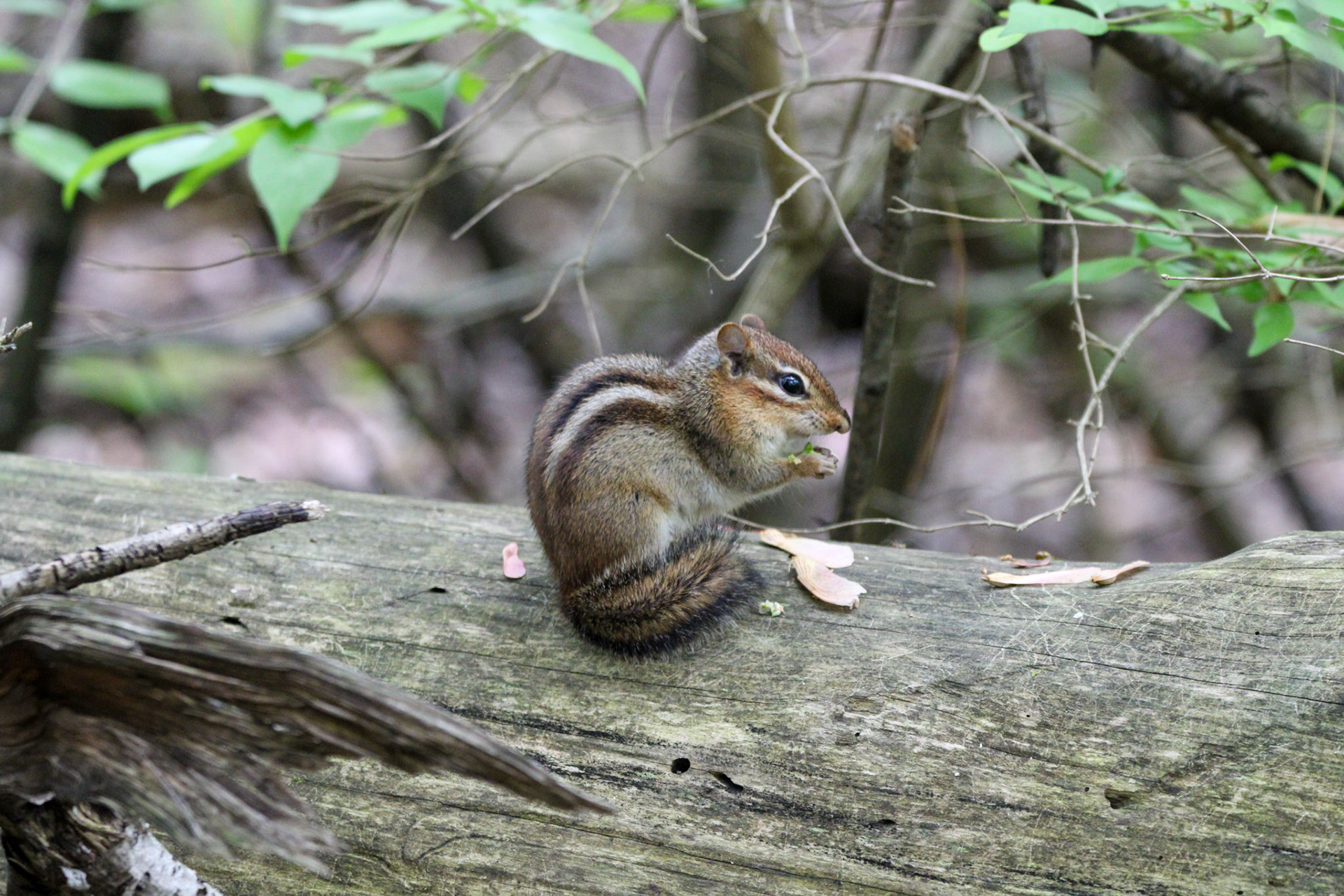 Eastern Chipmunk