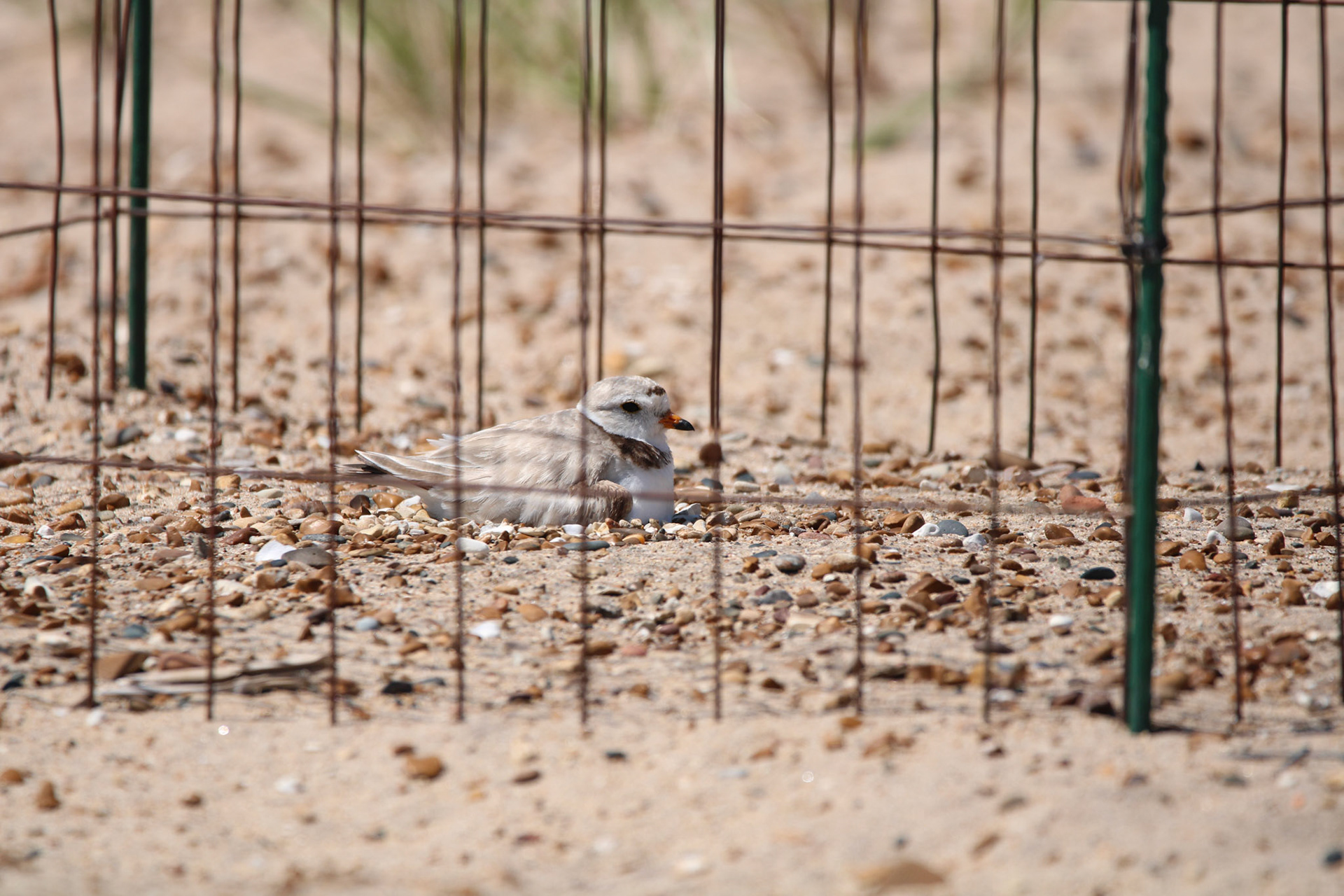 Piping Plover